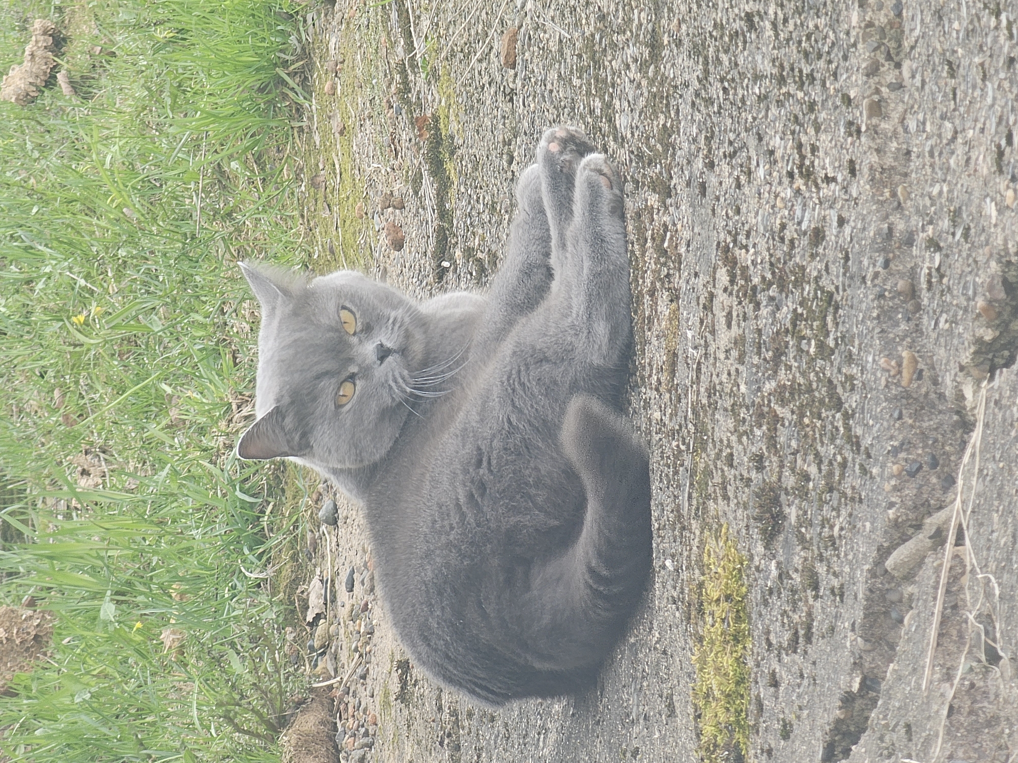A grey cat lies on its back on a concrete surface, its paws raised. To the left of the concrete is green grass. The concrete surface has small rocks and moss on it. The location is not specified.
