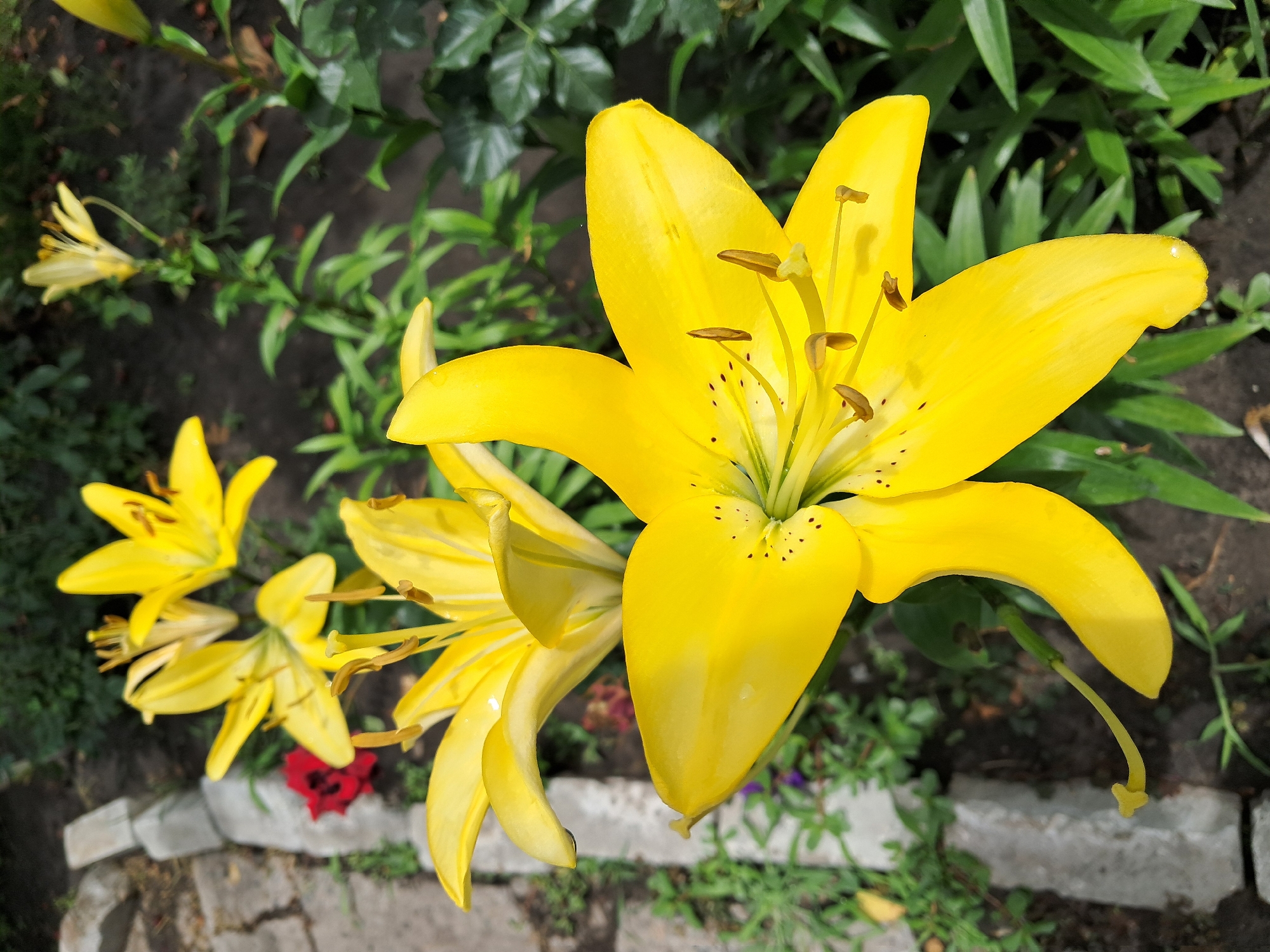 The image shows a close-up of several vibrant yellow lilies in bloom, with some reddish-purple flowers and dark green foliage in the background. The lilies are characterized by their large, trumpet-shaped petals, prominent stamens, and pistils. The petals have a slight sheen, suggesting they may be dewy or wet. In the foreground, a large yellow lily is centrally positioned, with its petals unfurling towards the viewer. To its left and slightly behind, another yellow lily is visible, as well as a third, more distant yellow lily in the upper left quadrant. A small, dark red flower is partially visible behind the closest yellow lily. The background consists of dark soil, interspersed with patches of green leaves from the lily plants and other vegetation. A gray concrete border or pathway runs along the left edge of the frame. The scene appears to be an outdoor garden or park. Based on the available information, the location in Kremenchuk, Ukraine cannot be definitively determined from the visual content of the image alone.