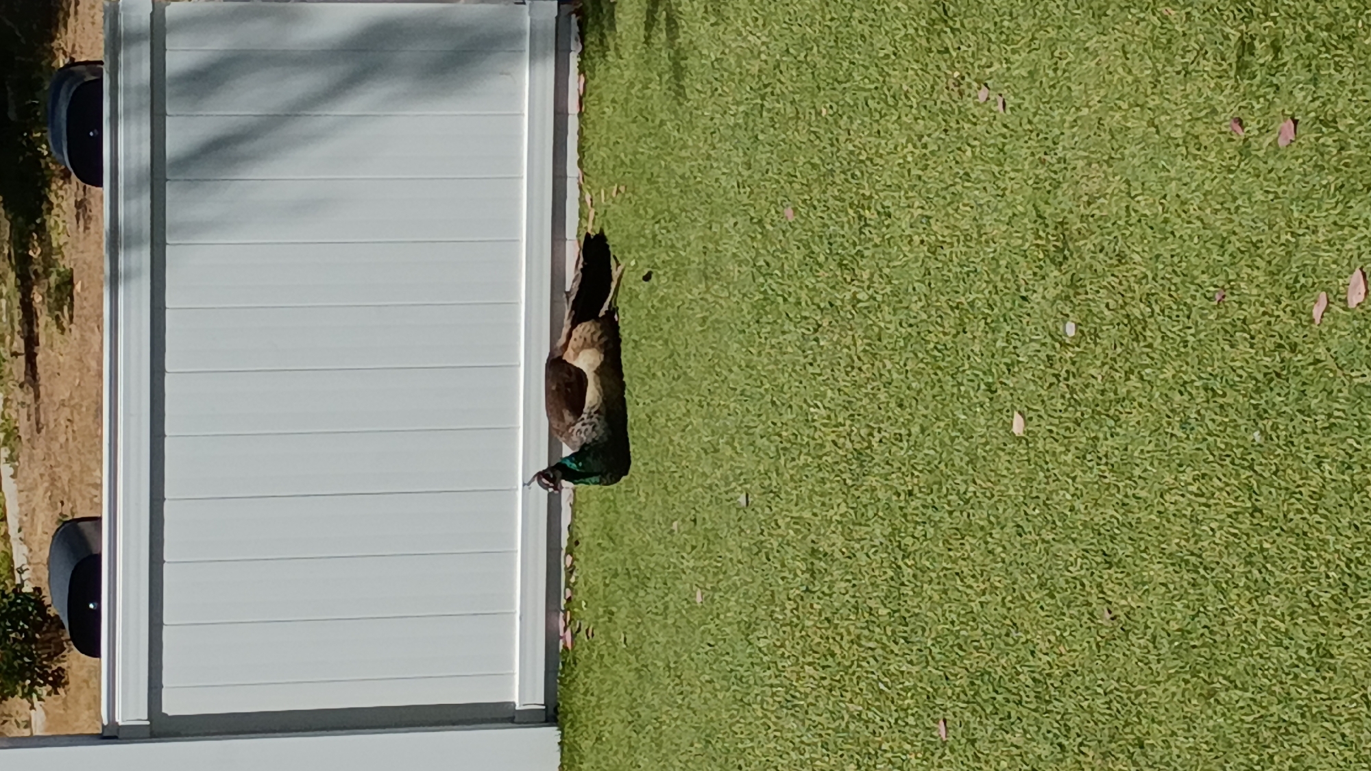 A vertically oriented, sunlit outdoor shot captures a peahen partially hidden next to a white panel fence or wall. The peahen, identifiable by its iridescent greenish-blue neck and brown body, is seen with its head and upper torso emerging from a dark recess at the base of the light-colored structure. To the right of the fence, a neatly mown green lawn fills the foreground and midground, dotted with scattered small, dried leaves. Bright sunlight casts diagonal shadows across the white paneling and the grass, indicating a clear, sunny day. In the background, beyond the fence on the far left, blurry tan and brown vegetation suggests a drier landscape. In the upper left corner, a dark, possibly black, object resembling a security camera or light fixture is partially visible next to the fence. The scene depicts a calm daytime moment, likely in a residential or park-like setting in Los Angeles, United States of America. No visible text is present.