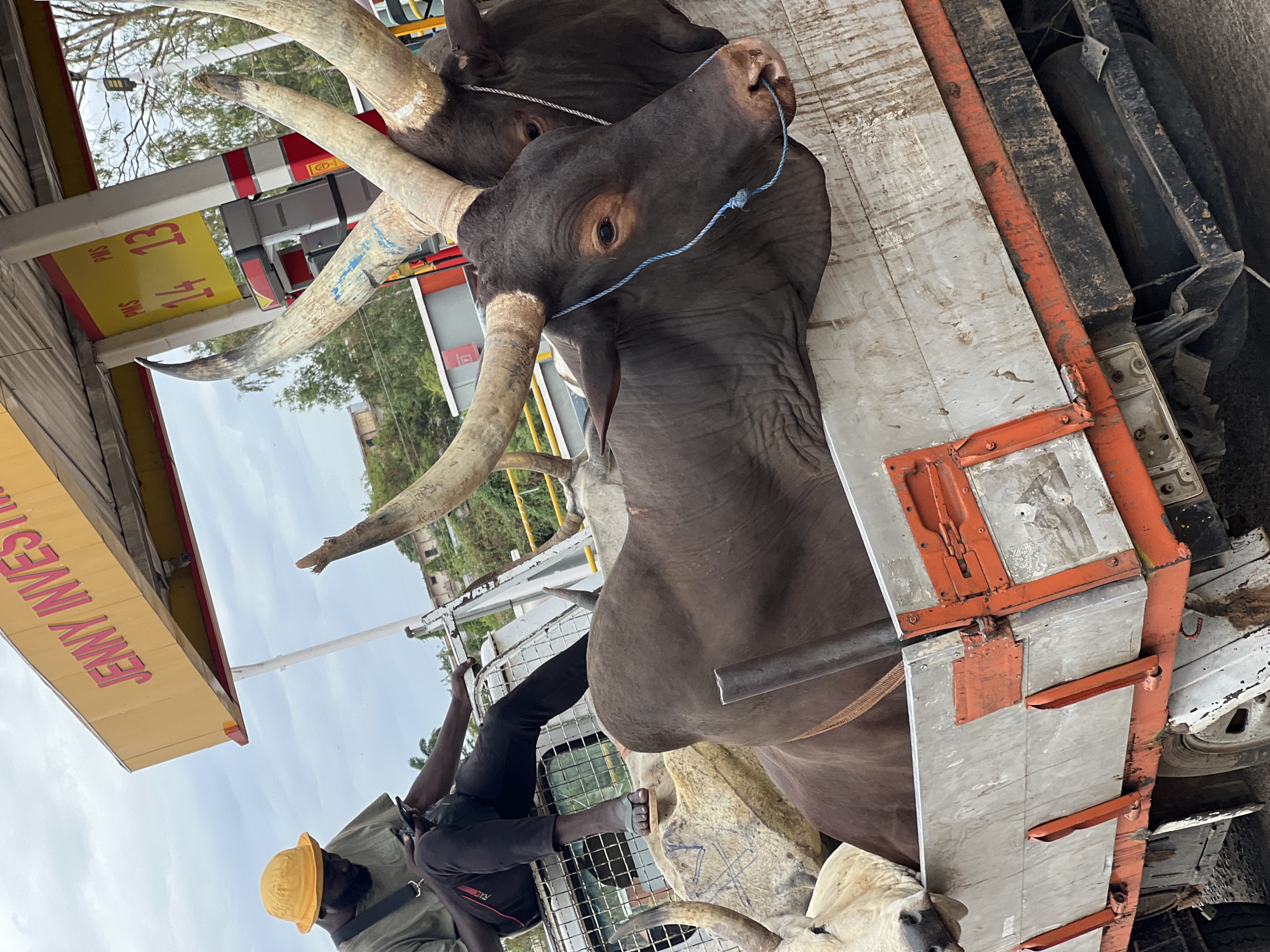 At a petrol station in Jos, Nigeria, a flatbed truck is laden with Ankole-Watusi cattle. A man wearing a yellow hard hat is positioned on the side of the truck with the cattle. The cattle have long, curving horns and are secured with ropes. A gas price sign displays 143.13. A sign bearing "JENNY INVESTMENTS" is also visible. The sky is overcast.