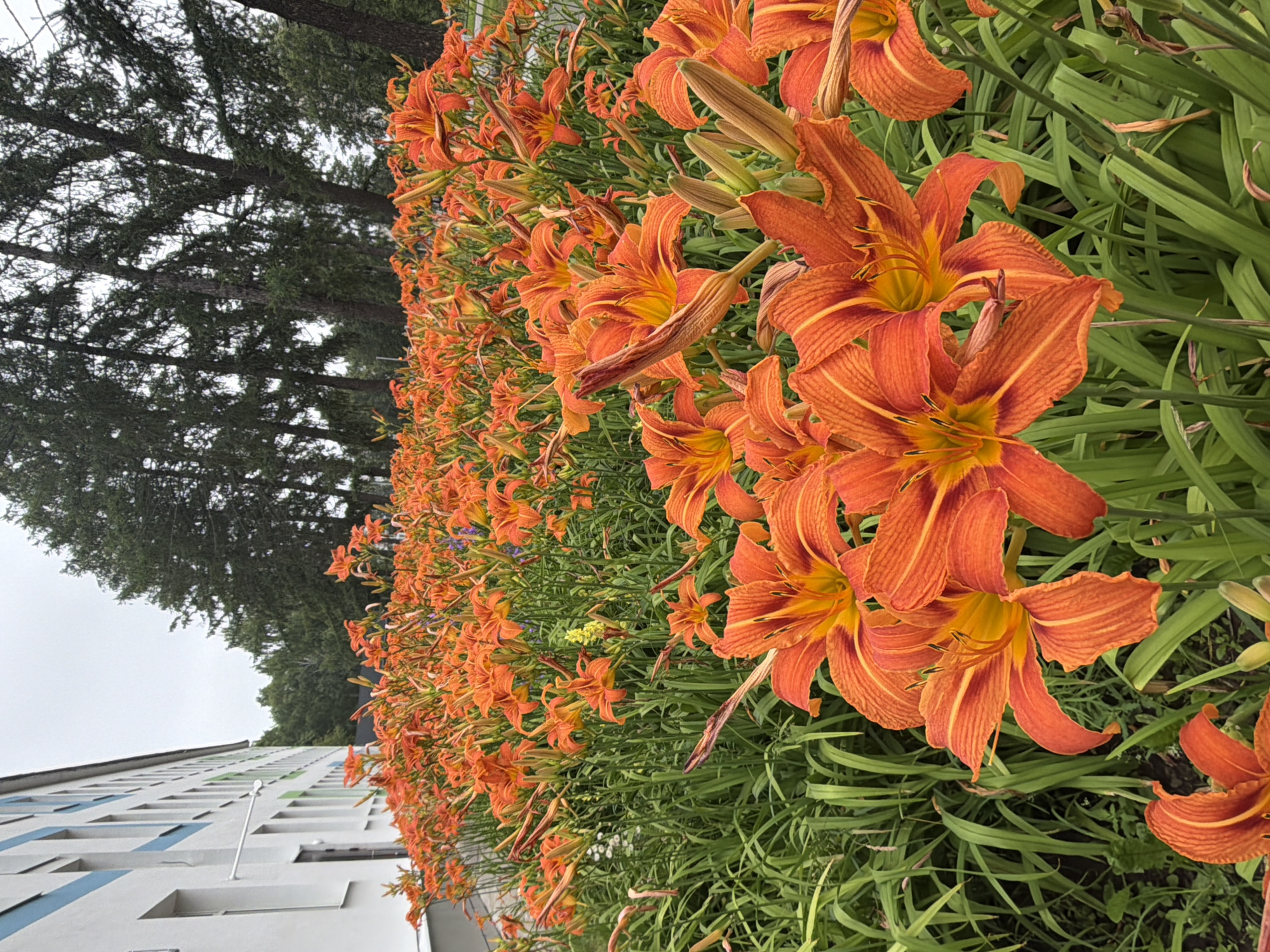 A dense bed of bright orange daylilies blooms in front of a white, multi-story building with a light blue stripe above a row of windows. Tall evergreen trees line the background, creating a dark, shadowed backdrop against an overcast sky. The daylilies are the dominant feature, with their large, trumpet-shaped flowers and green, grassy foliage filling the foreground and extending into the midground. Some of the flowers are fully open, while others are in bud or partially bloomed. The building appears to be a school or administrative building, indicated by its institutional architecture and the presence of a metal pipe extending from the wall near the windows. The overall scene suggests a well-maintained outdoor area within an urban or suburban setting. This location is likely in Chaikovsky, Russia, given the architectural style and the presence of coniferous trees common to the region. There are no people or animals visible in the image.