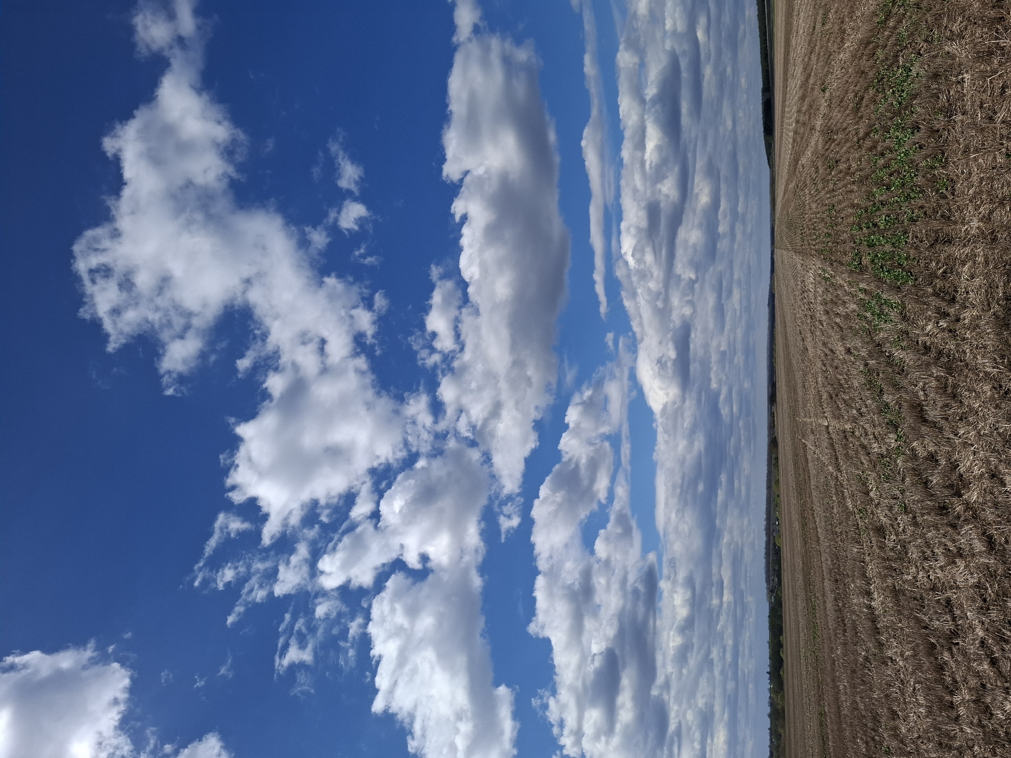 The image shows a cultivated field under a blue sky dotted with cumulus clouds, purportedly located in Khlevnoye, Russia. The field appears recently harvested, with rows of stubble and scattered patches of green vegetation. The sky is a vivid blue, partially obscured by varying densities of white clouds.