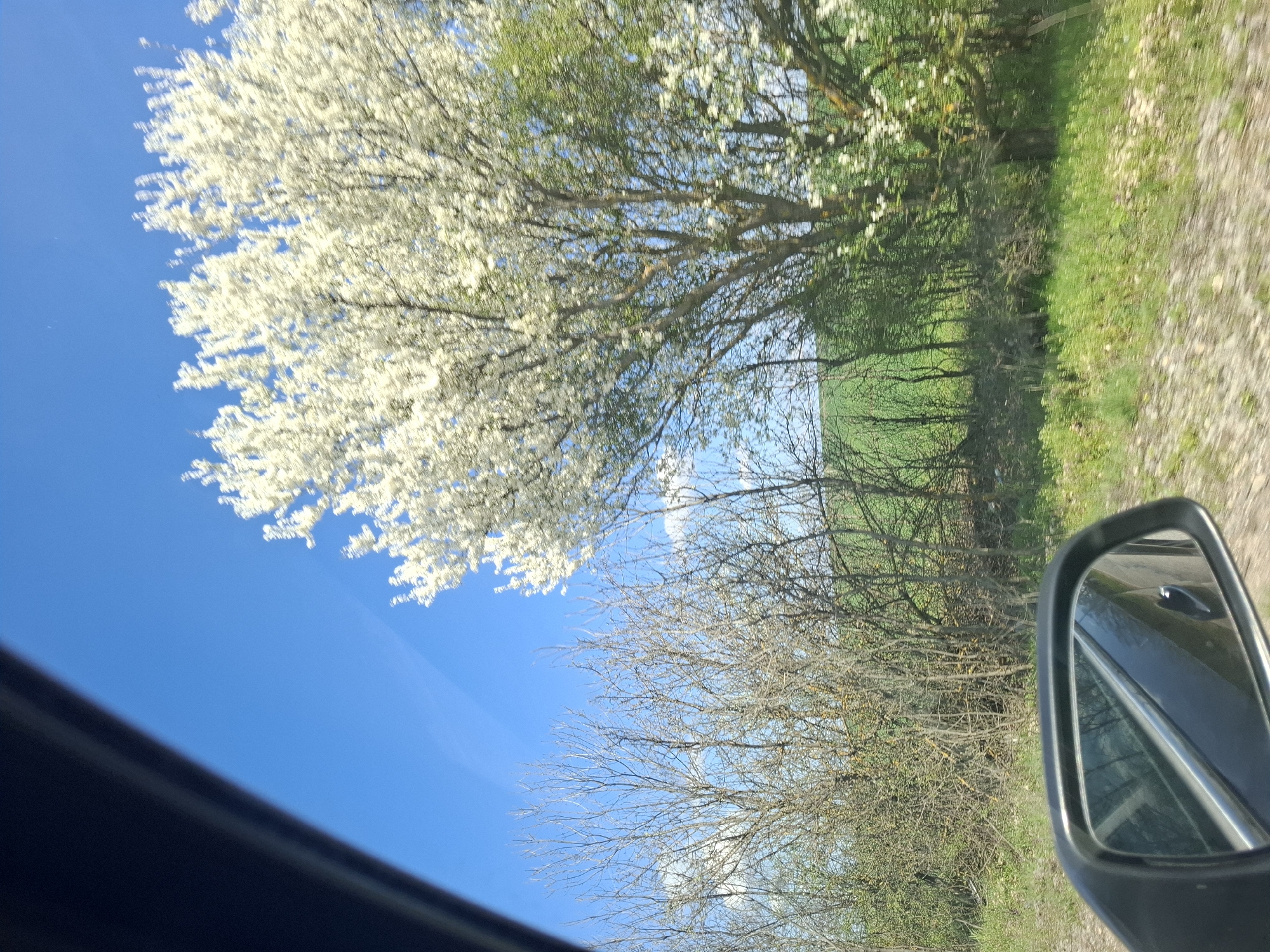 The image shows a view from inside a vehicle, likely a car, with the side mirror visible. The scene is outdoors, with a blue sky visible above and trees lining the side of the road. Some trees are in full bloom with white flowers, while others are less developed. The landscape is partially grassy. The location is Studeno Buche, Bulgaria. The image captures the interaction between the observer inside the vehicle and the outdoor environment.