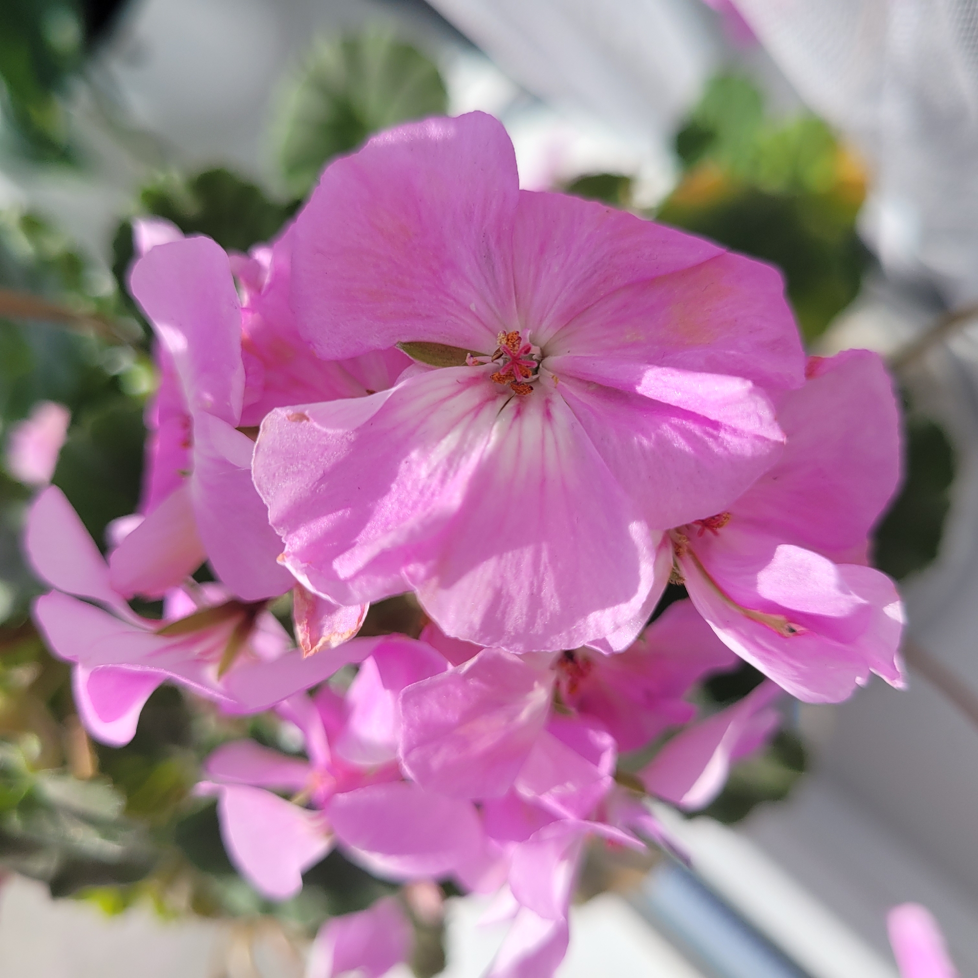 A close-up, high-angle shot captures a cluster of vibrant pink geranium flowers. The petals are delicate and slightly ruffled, with darker pink veins radiating from the center of each bloom. Some of the petals show signs of slight wilting, with browning at the edges. The stamens in the center of the flowers are a reddish-brown color. The background is a soft blur of green foliage and a white, sheer curtain or fabric, suggesting an indoor setting or a protected outdoor space, possibly on a windowsill or balcony. The lighting is bright, casting soft shadows and highlighting the texture of the petals. The image does not contain any identifiable landmarks or elements that would specifically place it in Jūrmala, Latvia; it is a generic botanical scene.
