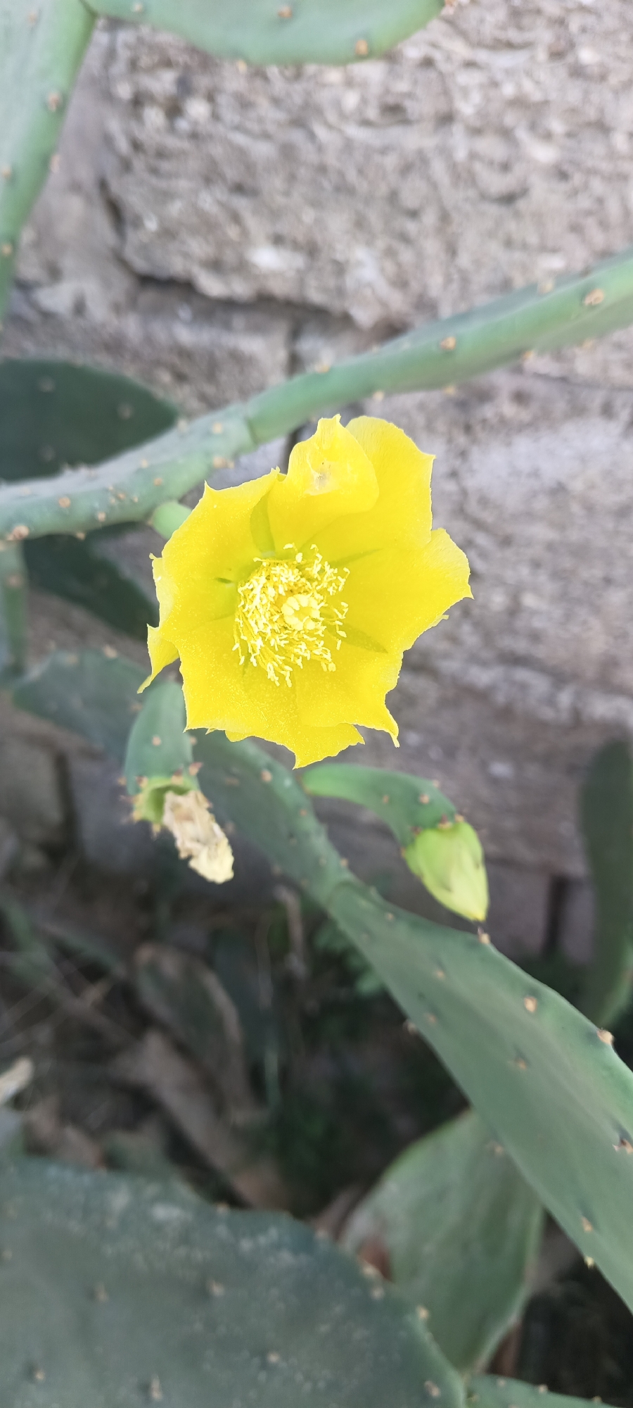 A close-up shot focuses on a bright yellow cactus flower in bloom, set against a blurred background of a rough, textured stone wall and the prickly green pads of the cactus plant. The flower's petals are a vibrant yellow, with a cluster of white stamens at its center. Surrounding the flower are parts of the cactus plant, including its flattened, paddle-like stems covered in small, yellowish spines. A green cactus bud is also visible to the right of the flower. The scene appears to be an outdoor environment, possibly a garden or natural landscape, located in Türkan, Azerbaijan.