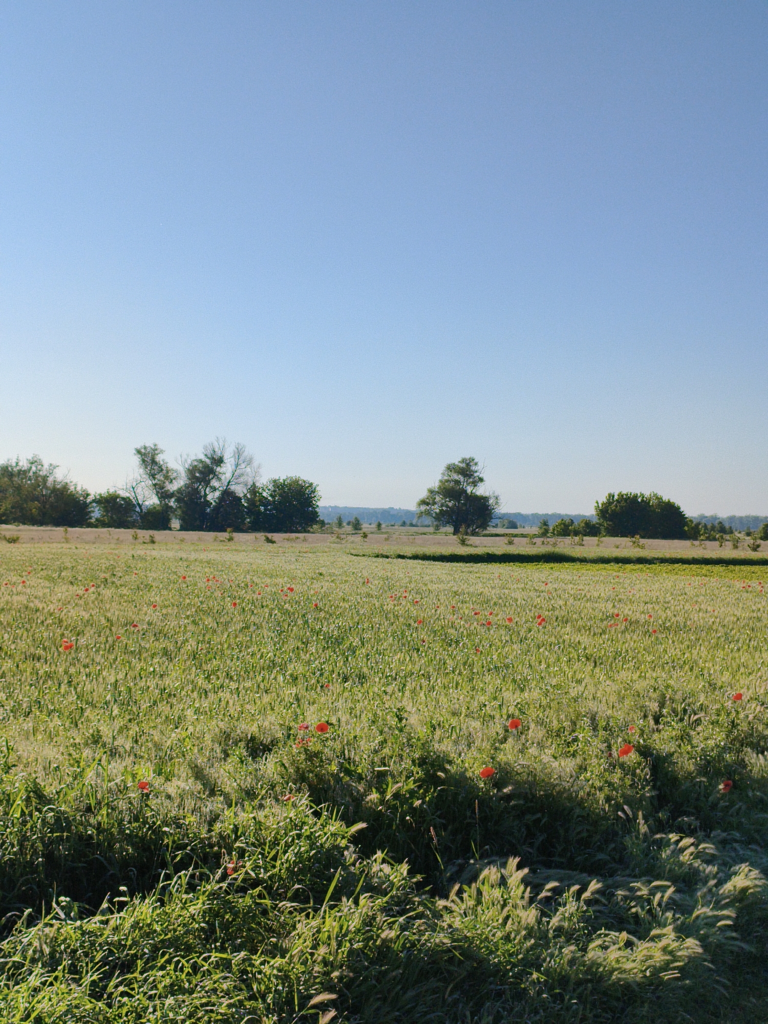 This media file captures a serene, sunlit rural landscape in Ustyvytsia, Ukraine. The upper portion of the image is dominated by a clear, bright blue sky, indicating fair weather. Along the distant horizon, a line of trees and shrubs creates a natural boundary, some appearing dense with green foliage, while others have sparser branches.
The main subject is a vast, verdant field that stretches from the midground towards the horizon. This field appears to be an agricultural crop, possibly young wheat or barley, characterized by its uniform green texture. Throughout the field, numerous vibrant red poppies are scattered, adding striking splashes of color against the green backdrop.
In the foreground, the vegetation is denser, comprising various grasses and weeds, some of which exhibit a shimmering quality, likely due to morning dew illuminated by the sun. The low-angle sunlight casts long shadows across the foreground, strongly suggesting that the photograph was taken in the early morning. The presence of poppies typically indicates the season is spring or early summer.
The scene is devoid of any visible people, artificial structures, or text, emphasizing a tranquil and natural rural environment.