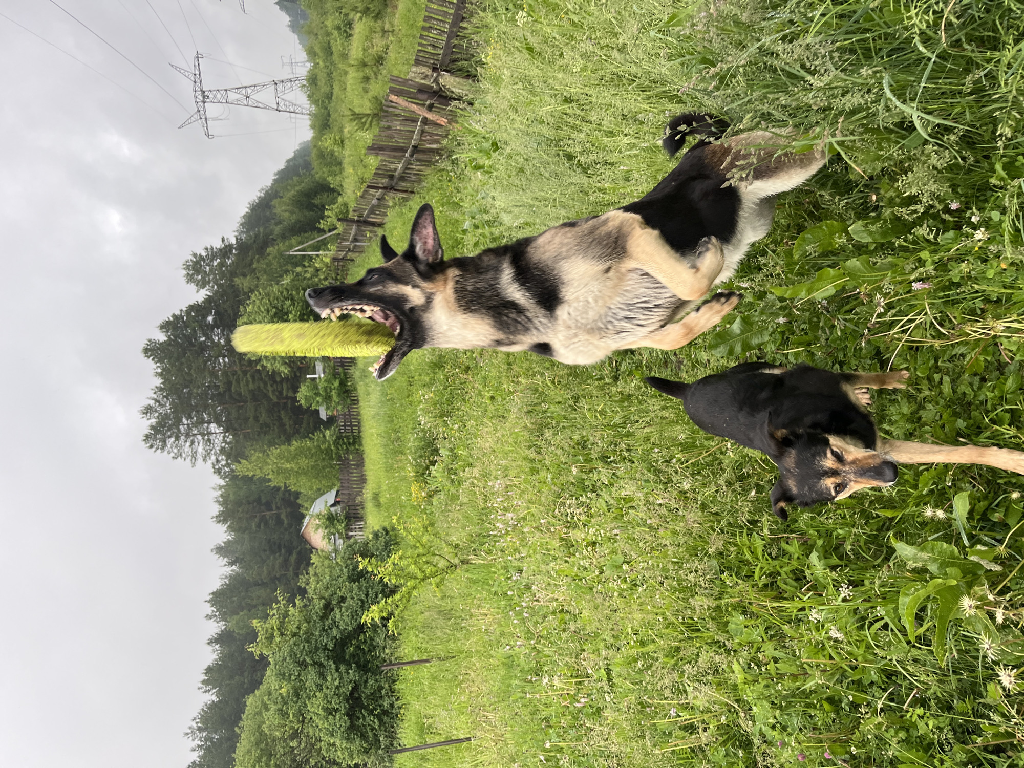 A medium-sized, tan and black dog is leaping mid-air in a grassy field, attempting to catch a bright yellow frisbee. Its mouth is wide open, focused on the frisbee, and its hind legs are tucked underneath it. Another smaller black and tan dog stands lower in the frame, looking towards the frisbee-catching dog.
The field is overgrown with lush green grass and scattered white wildflowers. In the background, a weathered wooden fence runs horizontally across the scene. Beyond the fence, a dense forest of green trees stretches towards a cloudy, overcast sky. A tall electricity pylon with visible power lines stands in the distance, slightly to the right of the frame. A small building with a reddish-brown roof is partially visible among the trees in the middle ground, on the left side of the image. The overall setting suggests a rural or semi-rural environment.
There are no people visible in the image. The scene is located in the city of Nizhny Tagil, Russia.