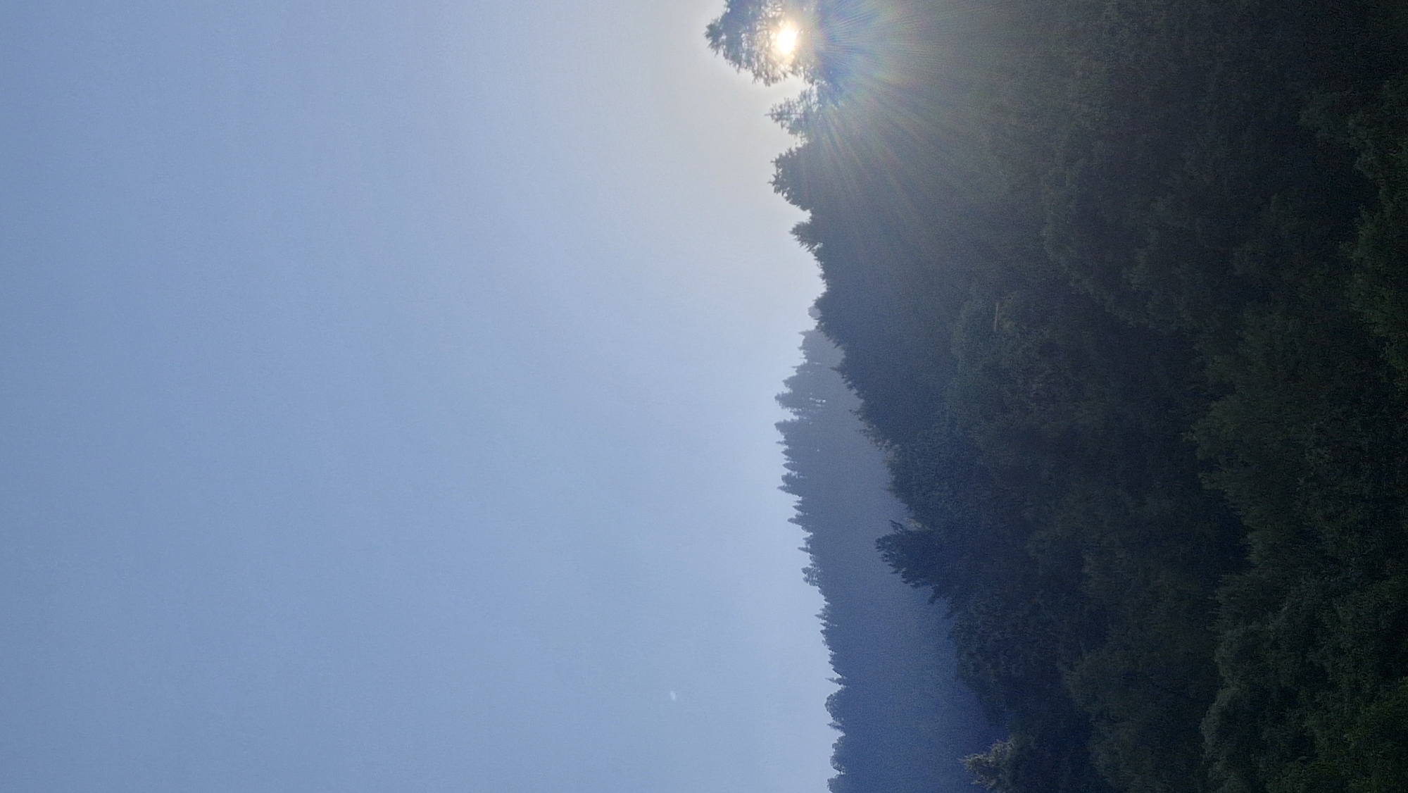 A panoramic view of a dense forest on a hillside, under a pale blue sky. The sun is setting on the right side of the image, with its rays emanating from behind the trees and casting a warm glow on the scene. The trees are tall and dark green, with a few lighter green patches scattered throughout. A faint haze or mist is present, giving the image a soft, ethereal quality. The overall impression is one of natural beauty and tranquility.