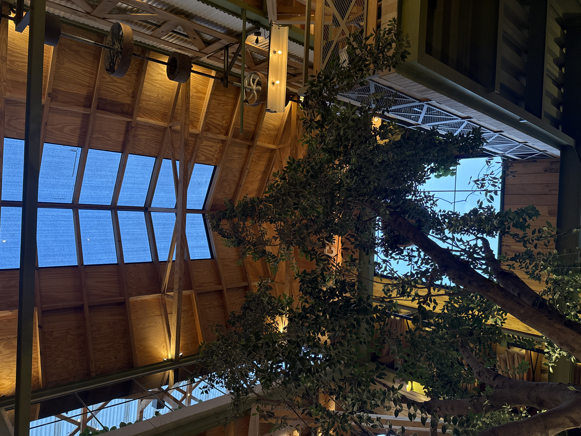 The image captures an interior scene in San Cristóbal, Mexico. The vantage point is from below, looking upwards toward a high, peaked wooden ceiling with several rectangular skylights covered with a dark material. The ceiling's construction is visibly framed with wooden beams. Suspended from the ceiling, mechanical elements like wheels and a lighting fixture are incorporated into the decor. A large tree, replete with leaves and branches, dominates the foreground and right side of the image, partially obscuring the view. The tree's trunk is thick and textured, and its canopy spreads out, adding a natural element to the built environment. The lighting is dim and ambient, with some illumination highlighting the wooden structure of the ceiling.