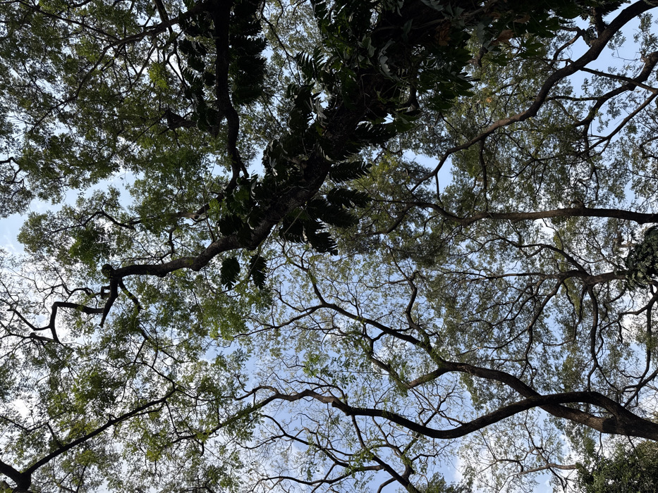 A low-angle shot captures a dense canopy of trees against a pale blue sky. A network of branches interlaces, some covered with lush green leaves, while others are bare, revealing intricate patterns. The foliage varies from dense clusters to sparse arrangements, with hints of sunlight peeking through the gaps. The composition emphasizes the complex interplay of organic forms and the sky, creating a natural, textured scene.