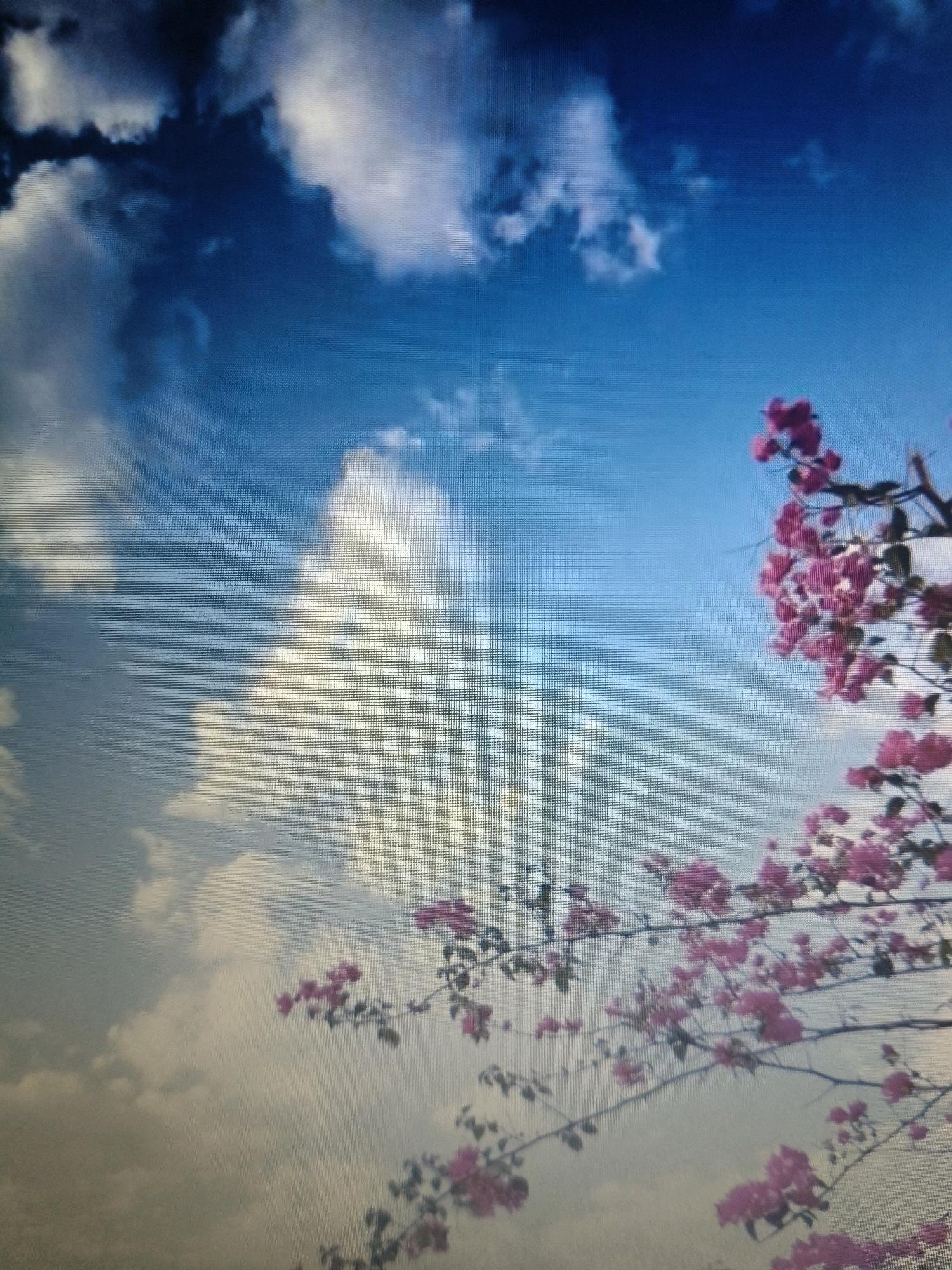 A close-up, angled shot captures a vibrant sky filled with a mix of dark and light clouds against a deep blue backdrop. In the foreground, branches laden with bright pink bougainvillea flowers extend into the frame, creating a stark contrast with the ethereal clouds. The image is a vertical, full-frame photograph, with no people or discernible man-made structures, suggesting a natural or outdoor setting, potentially in Rayachoty, India, as indicated. The lighting appears to be natural daylight, with the sun illuminating the clouds and flowers. The overall scene evokes a sense of natural beauty and tranquility.