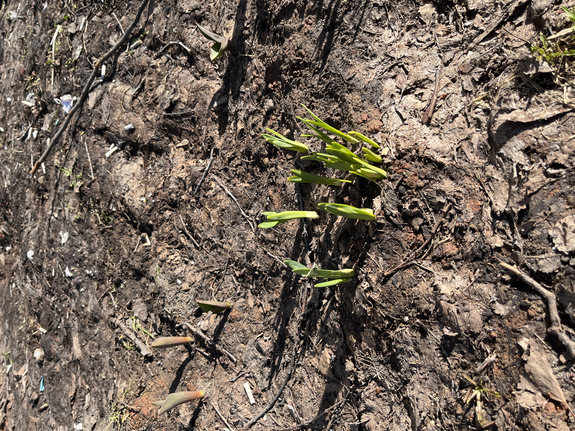 The image shows a patch of ground in an outdoor setting. The soil is dark and appears damp. Several small green plants are emerging from the ground, concentrated in the upper-right quadrant of the image. The ground is covered with small twigs, leaf debris, and what appears to be some white litter, possibly small pieces of paper or plastic. The light source is casting shadows, suggesting a sunny day. The image composition suggests it was taken from an elevated, slightly angled perspective. There is no indication of human presence in the immediate frame. The image is assumed to be taken in Chaikovsky, Russia.