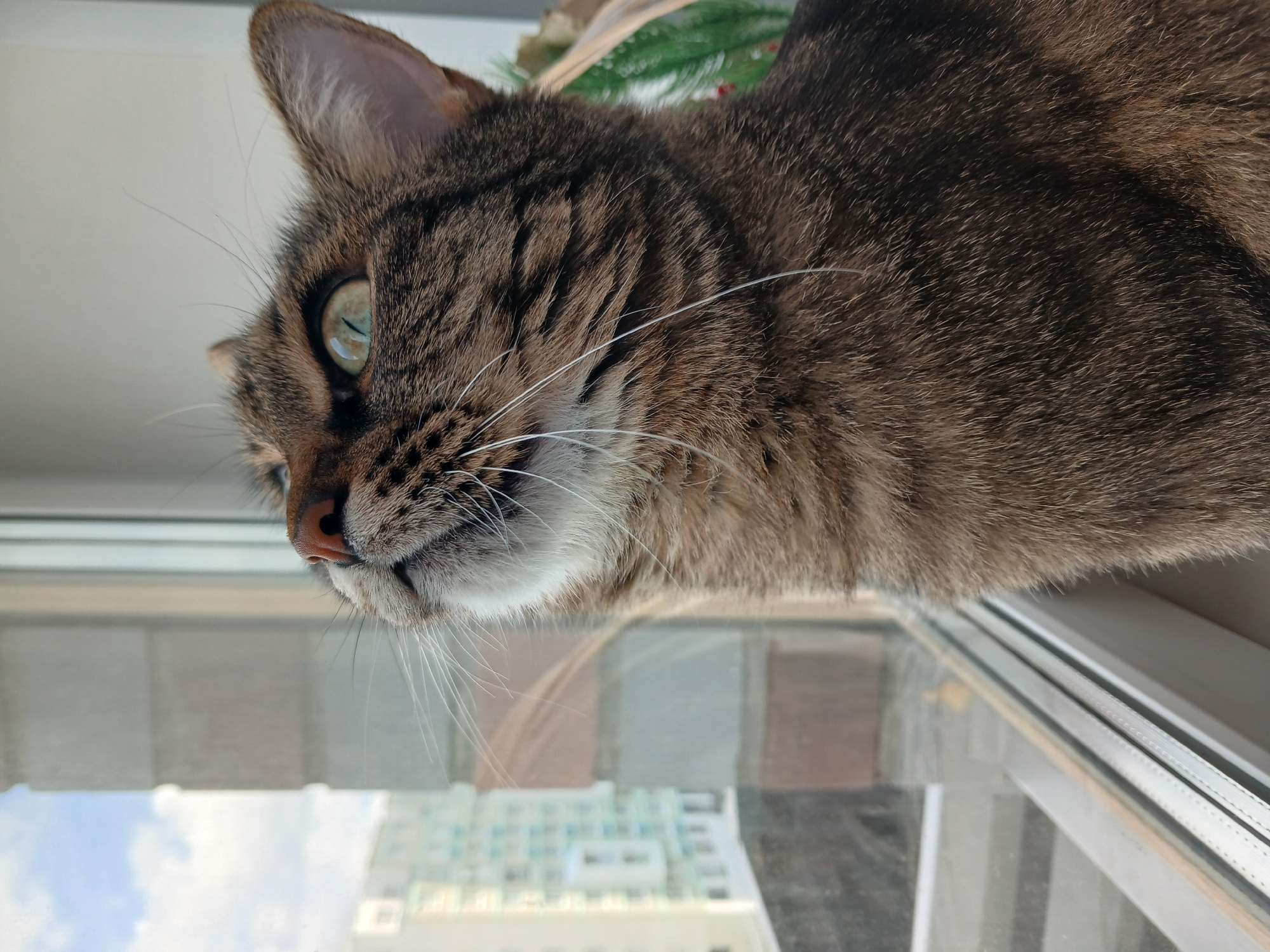 A close-up, head-and-shoulders shot captures a tabby cat with green eyes looking upwards and to the left. The cat's fur is a mix of brown and black stripes, with white whiskers. Its nose is pink. The cat is positioned near a window, with a building and a cloudy sky visible through the glass. The window frame is white and metallic. The background shows a modern apartment building with light-colored walls and blue-tinted windows, suggesting an urban setting in Yekaterinburg, Russia. A hint of a green, possibly Christmas-themed, decoration is visible to the right of the cat.