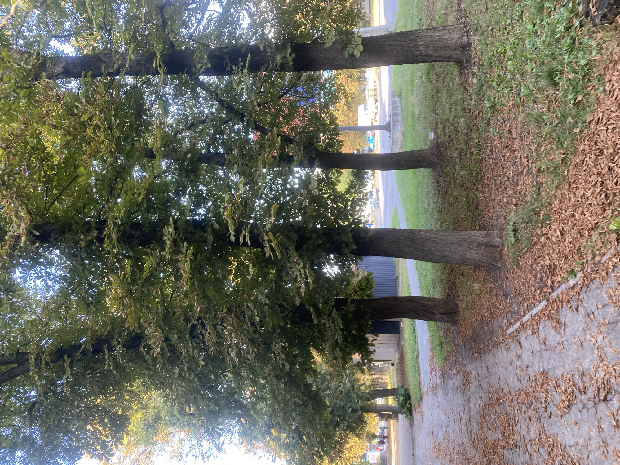 The image depicts a street-side view in Poltava, Ukraine, characterized by a row of mature trees lining a paved walkway. The ground is partially covered with fallen brown leaves, suggesting an autumn season. The trees have dense green foliage, with some leaves showing signs of browning. The walkway is bordered by a grassy area. In the background, there are several buildings, including one with a grey corrugated metal exterior and another with a blue facade. A street with parked cars and some moving vehicles is visible further in the distance, along with a lamppost. A few individuals are walking along the sidewalk in the background. The sky is partially visible through the tree canopy, appearing clear with some blue. The lighting suggests it is daytime, possibly late afternoon due to the angle of the sunlight.