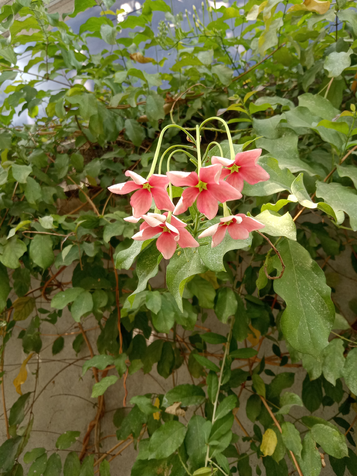A cluster of pink and white flowers hangs from a vine, with green leaves and a grey wall in the background. The flowers are star-shaped with five petals, and the vine is woody with thin stems. The leaves are broad and have a matte finish, and the wall is textured and appears to be made of concrete. The scene is well-lit, with natural light illuminating the flowers and leaves. The image appears to have been taken outdoors in a garden or park setting.