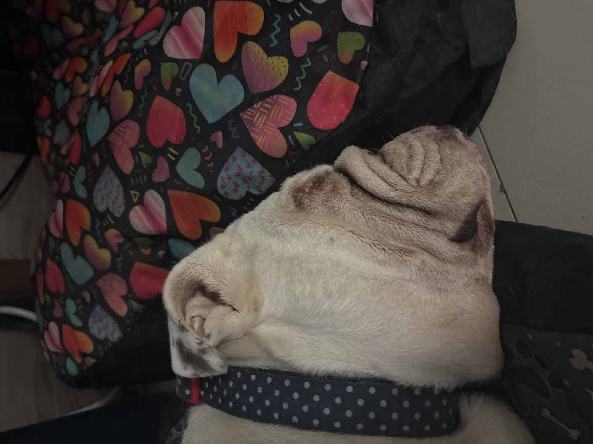 The image shows a close-up view of a light-colored dog, likely a bulldog or pug, resting or sleeping. The dog's head is tilted back, revealing visible wrinkles on its neck and side of its face. Its fur is short and appears to be a cream or light tan color.
The dog is wearing a dark blue collar with white polka dots. It is positioned next to what appears to be a soft dog bed or pillow, which features a vibrant and playful pattern. This pattern consists of numerous hearts of various sizes and colors, including red, pink, orange, blue, green, and yellow, against a dark background. Some of the hearts have additional decorative patterns such as stripes, polka dots, or wavy lines.
The scene takes place indoors, characterized by soft lighting and the cozy arrangement. The dog appears peaceful and deeply relaxed, suggesting it is either sleeping or resting comfortably. No people are visible in the image, and there is no discernible text. The overall atmosphere is calm and tranquil.