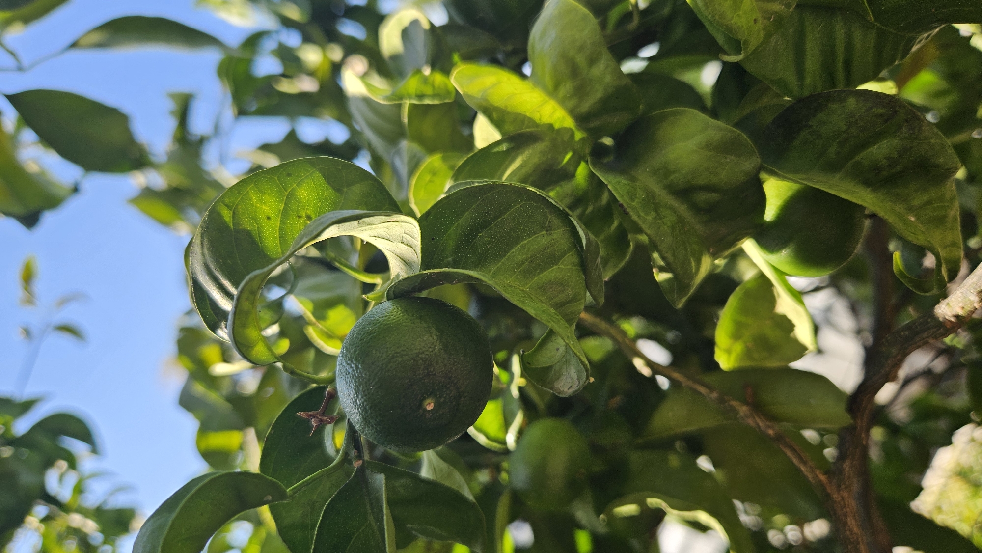 A close-up shot shows green limes growing on a tree with visible branches and leaves. The fruit and foliage are lit by sunlight, casting shadows and highlighting the textures of the leaves and the bumpy surface of the limes. The background is a clear blue sky with some blurred green leaves. The image was taken in Fethiye, Turkey.