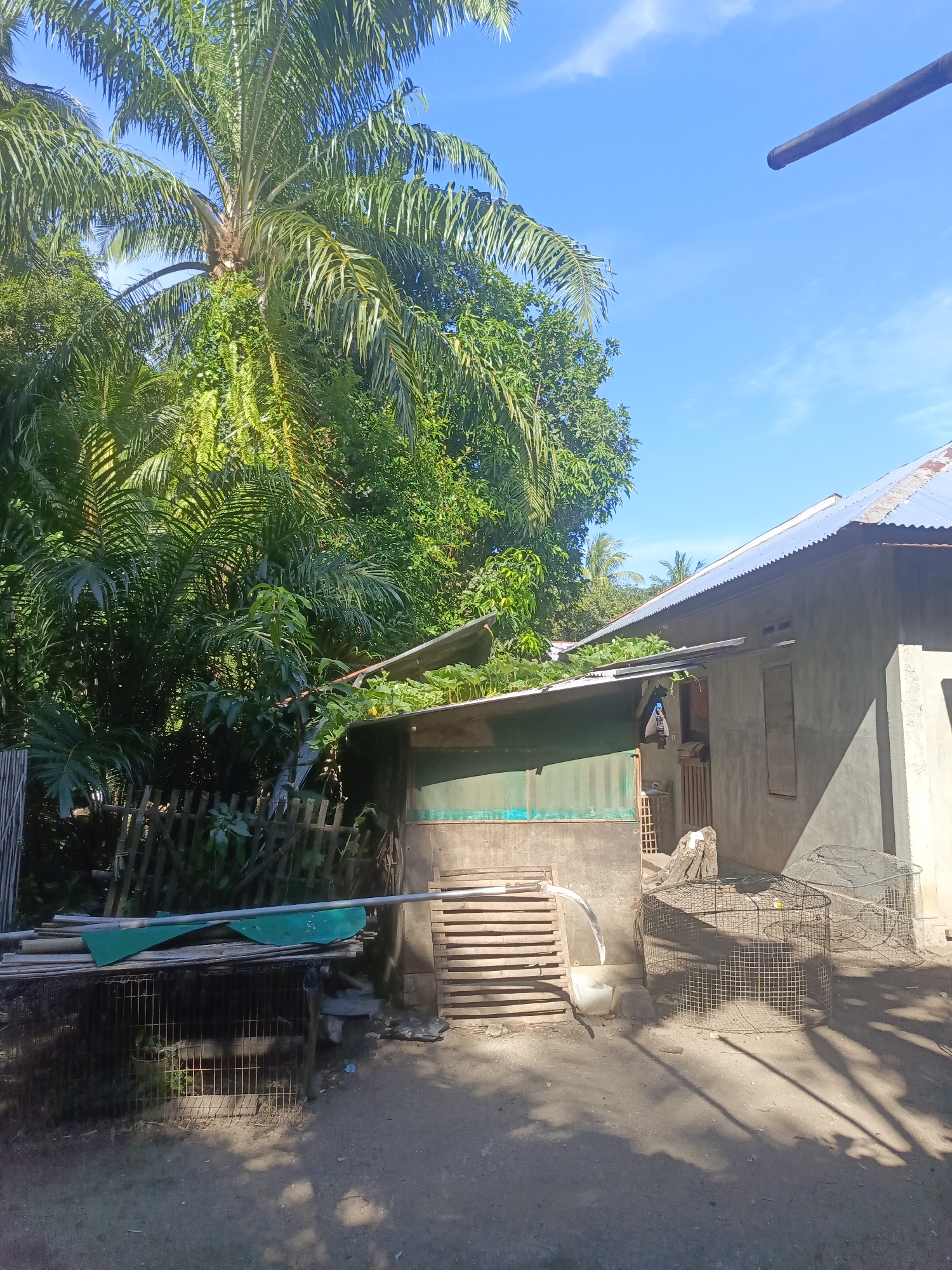 The image captures a sunlit scene in Lhokseumawe, Indonesia, dominated by lush greenery and a modest house. A large palm tree stands tall on the left, its fronds casting shadows. Adjacent to it, a small, weathered wooden structure with a green tin roof is visible, possibly an extension or separate shed. In front of this structure, a wire cage and a pile of bamboo slats are present. To the right, a portion of a house with a corrugated metal roof and concrete walls is shown. The house has a small window and a wooden door. The ground in the foreground is a dirt path, with distinct shadows indicating a sunny day. Two cylindrical wire cages are situated near the house. The overall impression is that of a rural or semi-rural setting, typical of many areas in Lhokseumawe.