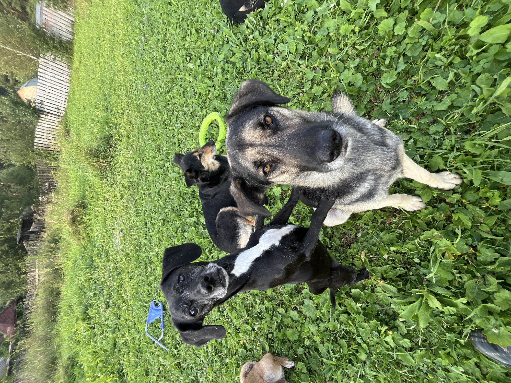The image depicts a group of dogs in a grassy, outdoor setting, likely a yard. In the foreground, a large dog with a grey and black coat looks directly at the camera, with its snout close to the lens. To its left, a smaller black dog with a white chest marking stands on its hind legs, also facing the camera. Behind these two, another black and tan dog is lying down, with a green ring toy nearby. A fourth dog, mostly out of frame and with a tan coat, is visible to the far left. The background shows a wooden fence, tall grass, trees, and a building with a red roof. The overall scene suggests a domestic or animal shelter environment. The image was taken in Nizhny Tagil, Russia.