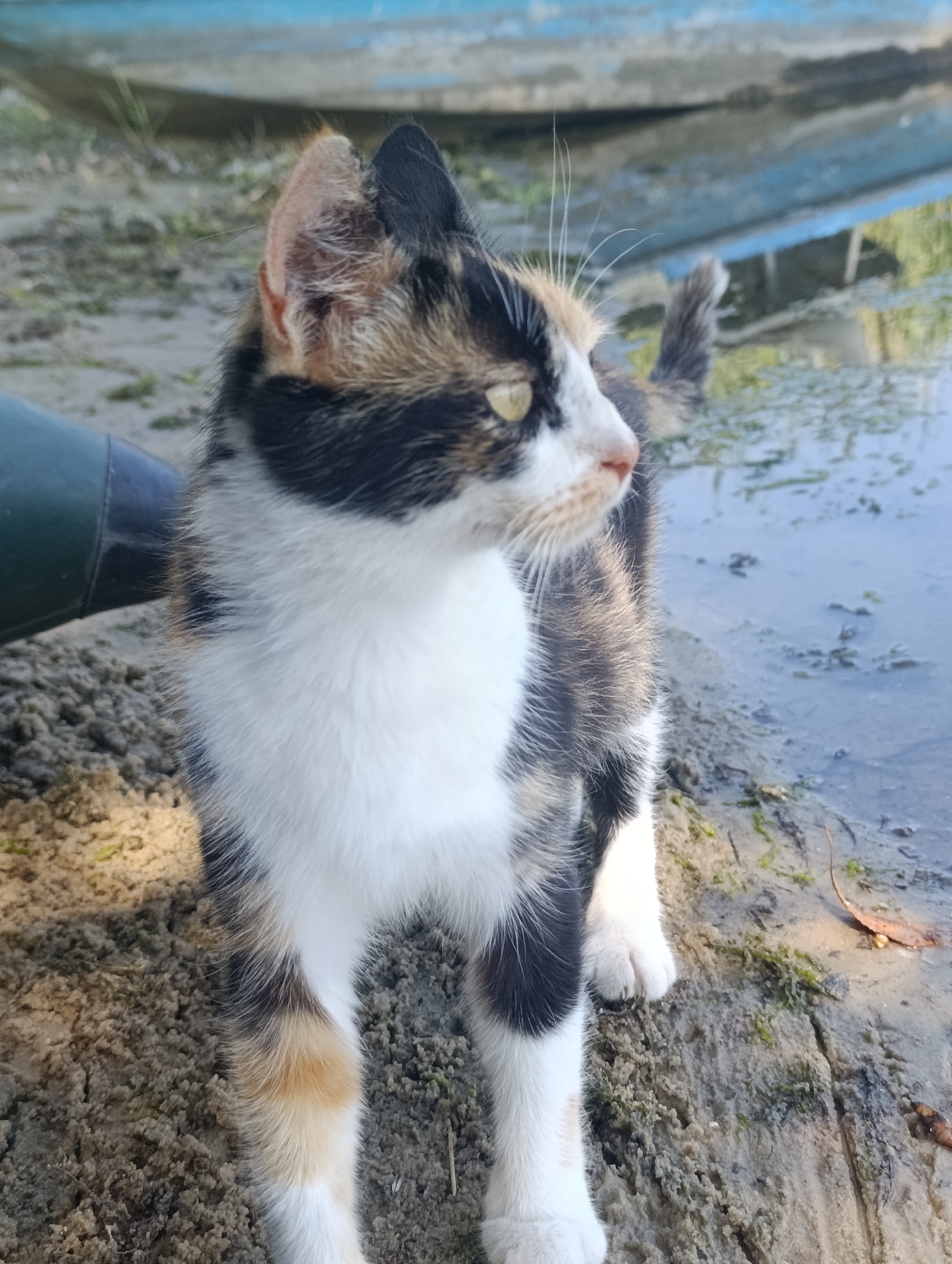 The image captures a calico kitten standing on a sandy and muddy bank next to a body of water, likely a river or lake. In the background, a portion of a blue boat is visible. The kitten has distinct patches of white, black, and orange fur. Its body is facing towards the right of the frame, with its head turned slightly towards the viewer. The ground appears wet and uneven, with some scattered vegetation and debris. The overall scene is natural and appears to be an outdoor environment. The location is identified as Bulatselivka, Ukraine.