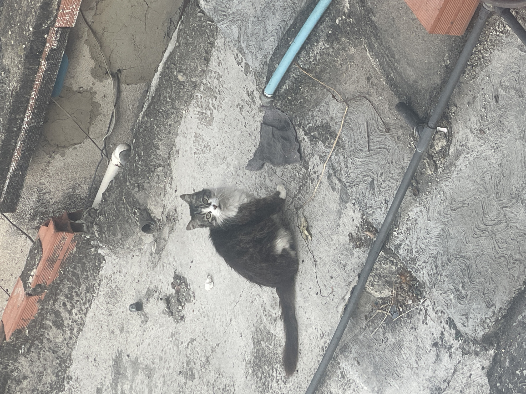 The image depicts a gray and white cat lying on a gray concrete surface. There are plumbing pipes and electrical wires visible on the concrete surface. The cat is looking at the camera. Bricks are visible on the edge of the concrete slab. The location is unknown.
