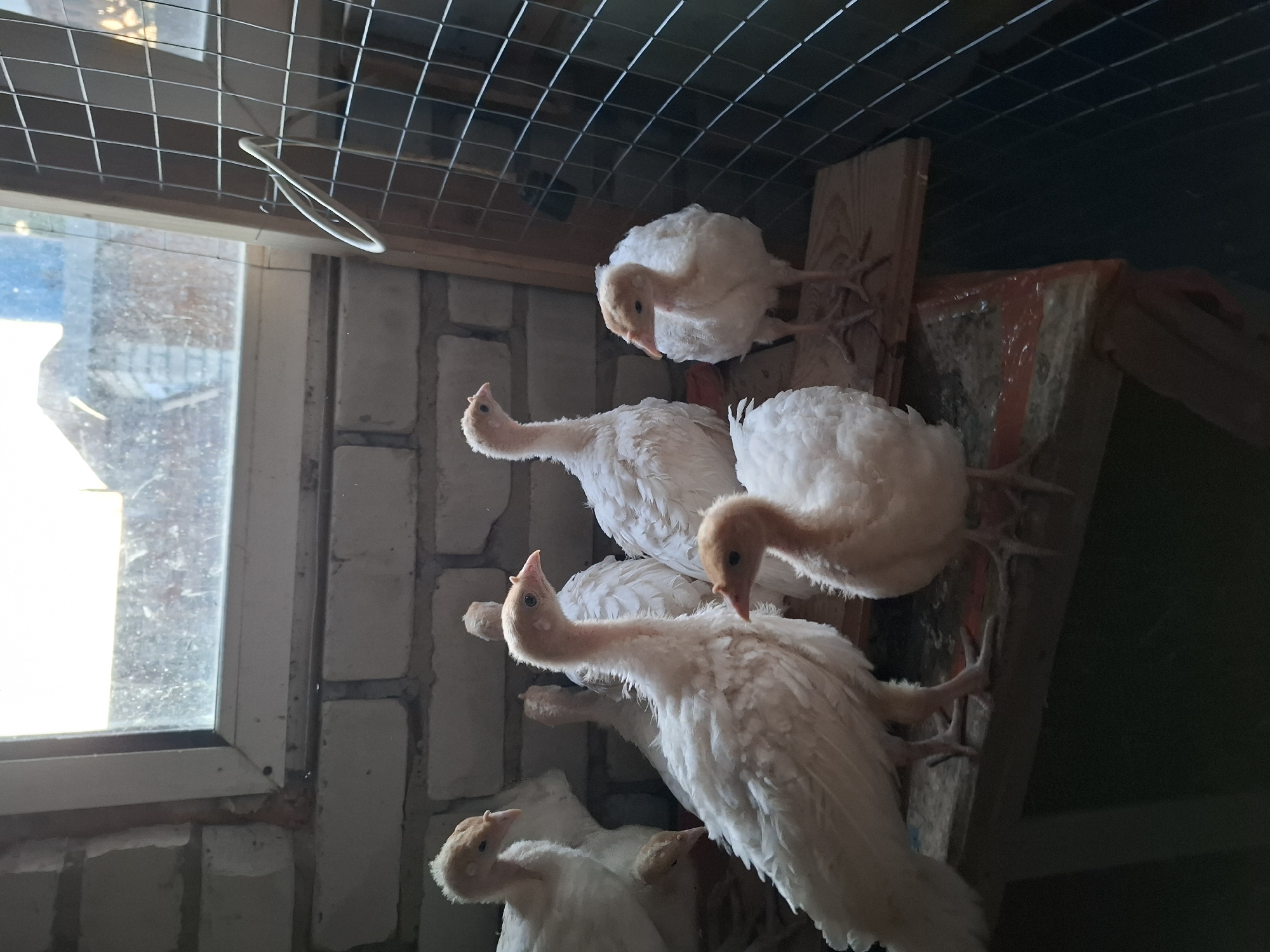 A group of several young turkeys, all white with light orange heads and necks, are huddled together on wooden surfaces inside a coop. The coop has white brick walls and a window with a view of rooftops. A wire cage is visible on the right side of the frame. The turkeys are of varying sizes and are facing different directions. The lighting is dim, coming primarily from the window. No people are visible in the image. The scene appears to be an indoor enclosure for poultry.