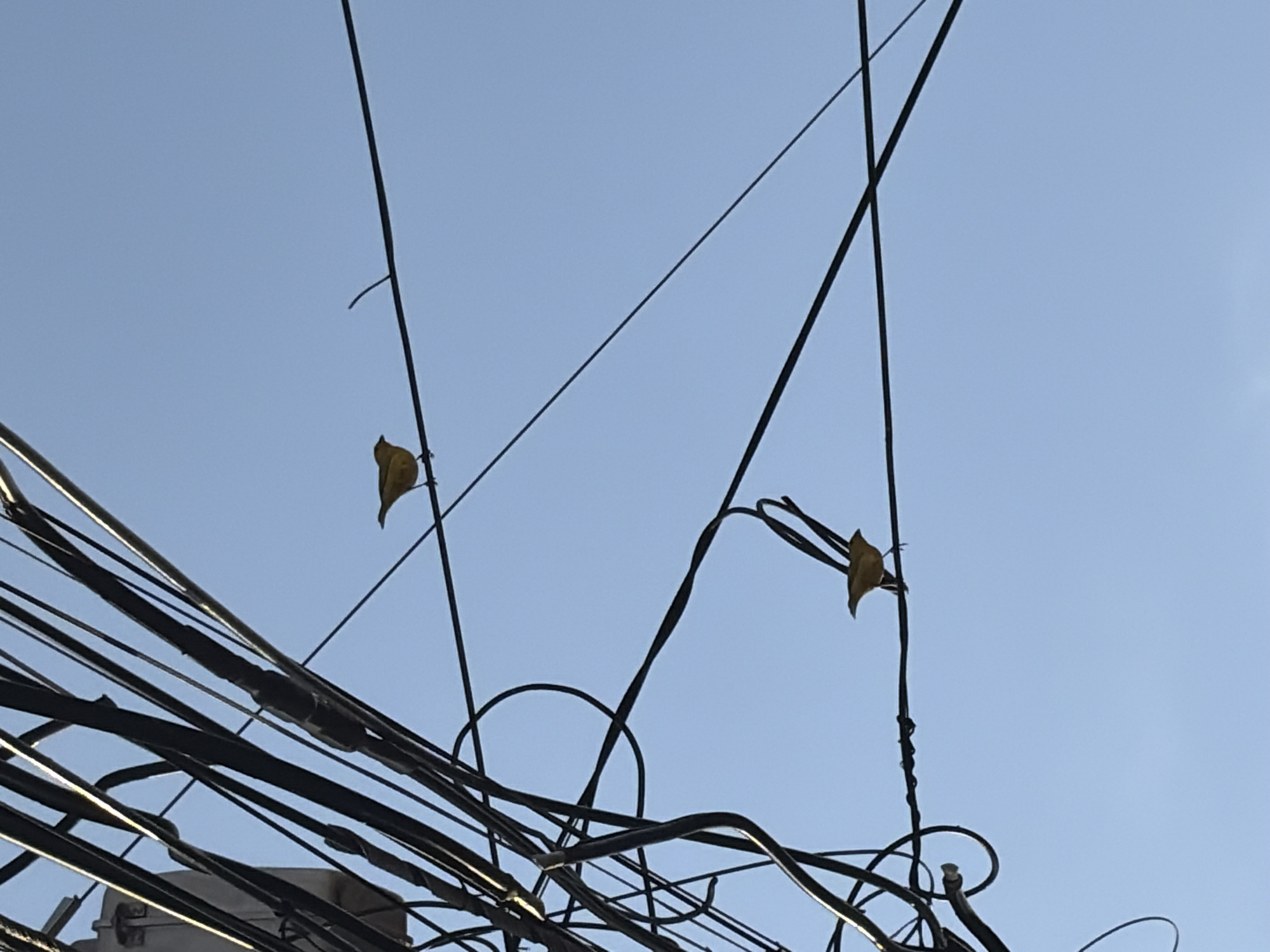 The image captures a complex network of overhead electrical wires against a pale blue sky. Two yellowed, dried leaves are precariously perched on the wires. The chaotic arrangement of wires suggests a dense urban or suburban area. Based on the provided information, this scene is located in Ciudad Guayana, Venezuela. No people are visible in the image. The focus is on the interplay between the manufactured infrastructure and the natural elements present.