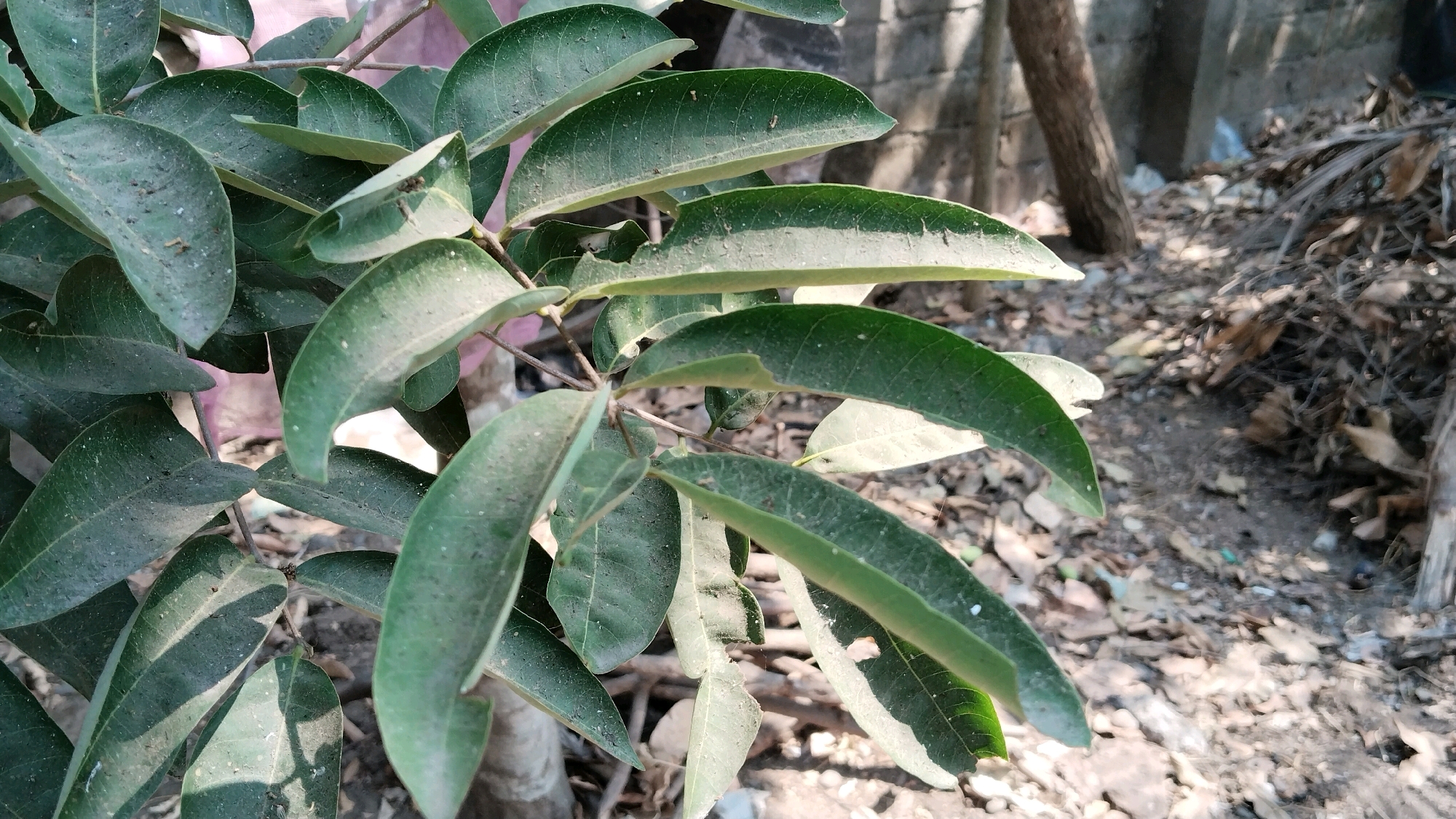 A close-up shot focuses on the leaves of a tree with green foliage. The leaves are elongated and have a matte finish, with visible veins. Some leaves appear slightly dusty, and a few have small tears or imperfections. The background shows a dry, unkempt area with fallen leaves, dirt, and a rough-textured wall. A thin tree trunk is visible to the right. The lighting suggests it is daytime, with sunlight casting shadows and highlighting the leaves. This image was captured in Simo, Indonesia.