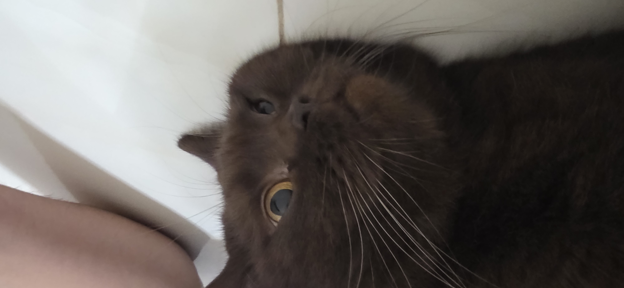 A close-up, low-angle shot captures a dark brown cat lying on a white tiled surface, its head tilted to the side, revealing one bright yellow eye and another dark eye. The cat's whiskers are prominent against its fur. A portion of a human arm, light-skinned with fine hairs, is visible in the upper right of the frame, resting near the cat. The scene is indoors, on a clean, tiled floor, characteristic of a residential setting. The image is horizontally oriented, with the cat's body extending out of frame to the left.