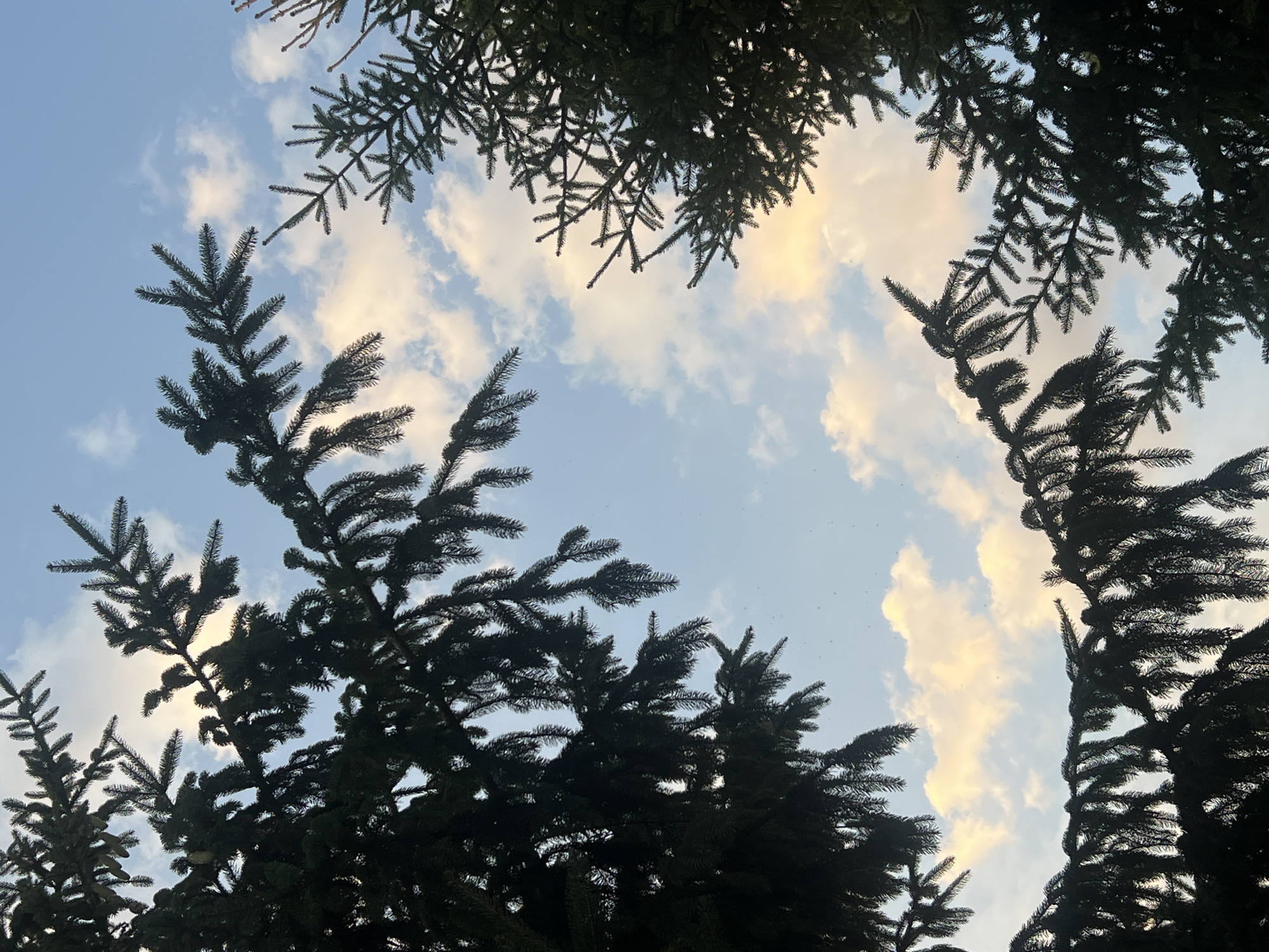 The image shows a view looking up through the branches of coniferous trees towards a sky with scattered clouds. The sky is a light blue with streaks of yellow and white in the clouds, suggesting it might be late afternoon or early evening. There are no people or specific structures visible in the image, only the natural environment of trees and sky. The location in Fontanka, Ukraine, is not evident from the visual content of the photograph itself.