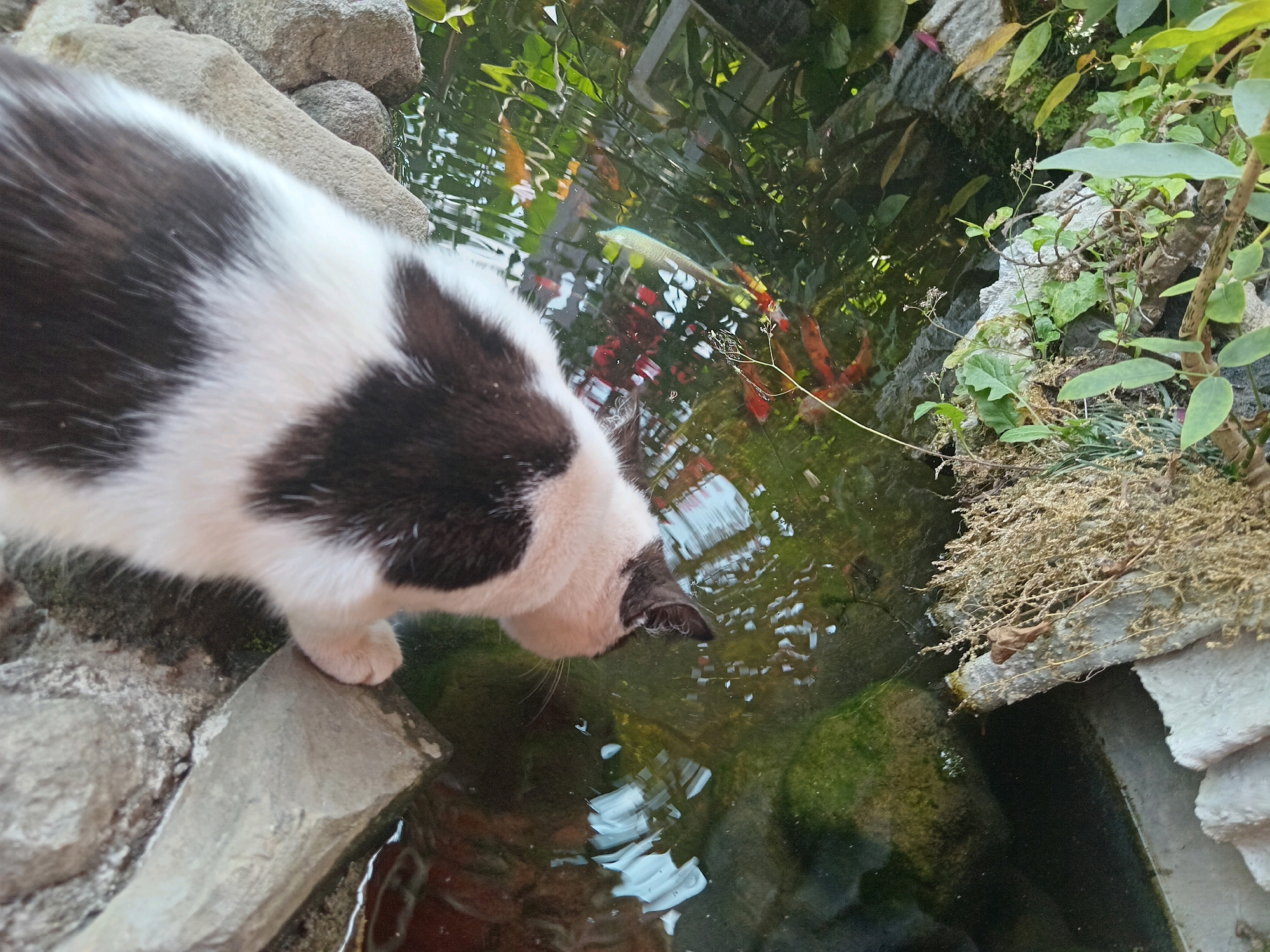A black and white cat is drinking from a pond. The pond contains several koi fish, which are visible through the clear water. The cat is positioned on the edge of the pond, with its front paw resting on a rock. Lush green plants surround the pond, and the scene appears to be in an outdoor setting.