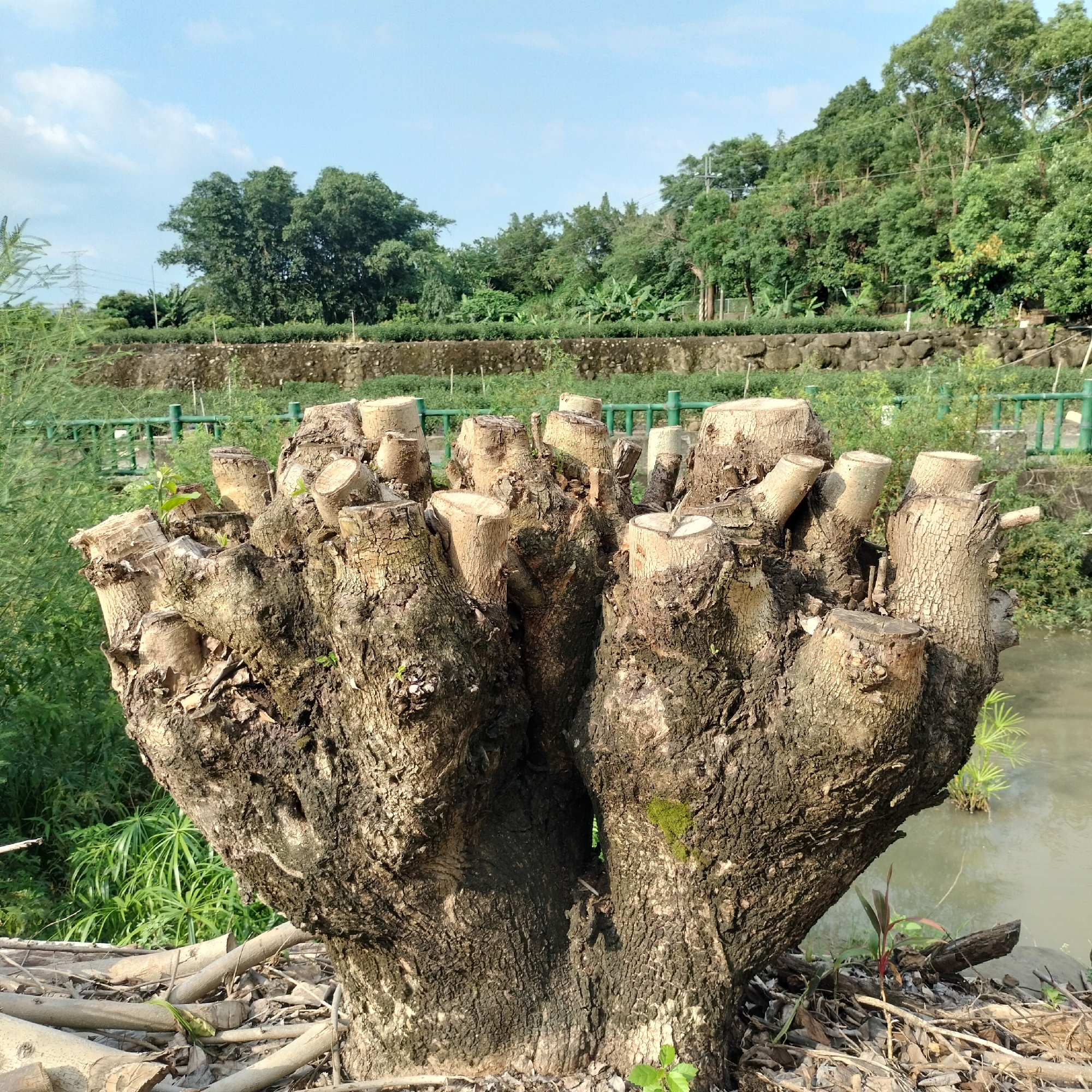 The image shows a large, old tree stump with many branches cut off at various lengths, creating a crown-like effect. The stump is located on the ground, surrounded by fallen branches and leaves. In the background, there is a body of water, possibly a river or canal, with some aquatic plants. Beyond the water, there is a stone wall, a green fence, and a lush landscape of trees and vegetation, with a bright blue sky overhead. There are no people visible in the image. The location is identified as Zhushan Township, Taiwan.