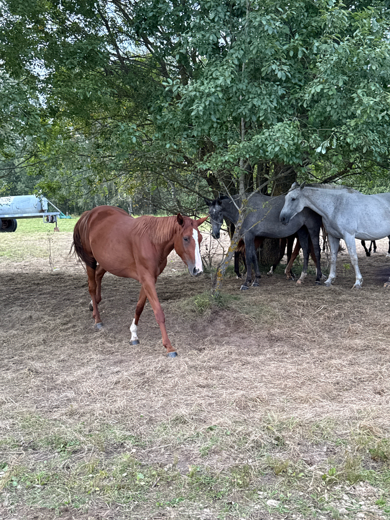 In Aukštieji Rusokai, Lithuania, four horses are gathered under the shade of a large tree on a dry, grassy field. A brown horse stands in the foreground, facing right, with its head lowered as if walking. Behind it, a dark gray horse stands to the left, partially obscured by the tree trunk. To the right of the dark gray horse, a lighter gray horse stands, also looking to the right. Another horse, mostly hidden, is visible behind the dark gray horse. In the background, a portion of a light-colored trailer with a dark axle and wheel is visible on the left side of the image, suggesting a rural or farm setting. The overall environment is natural, with lush green foliage from the tree contrasting with the dry, light brown grass and patches of bare earth.