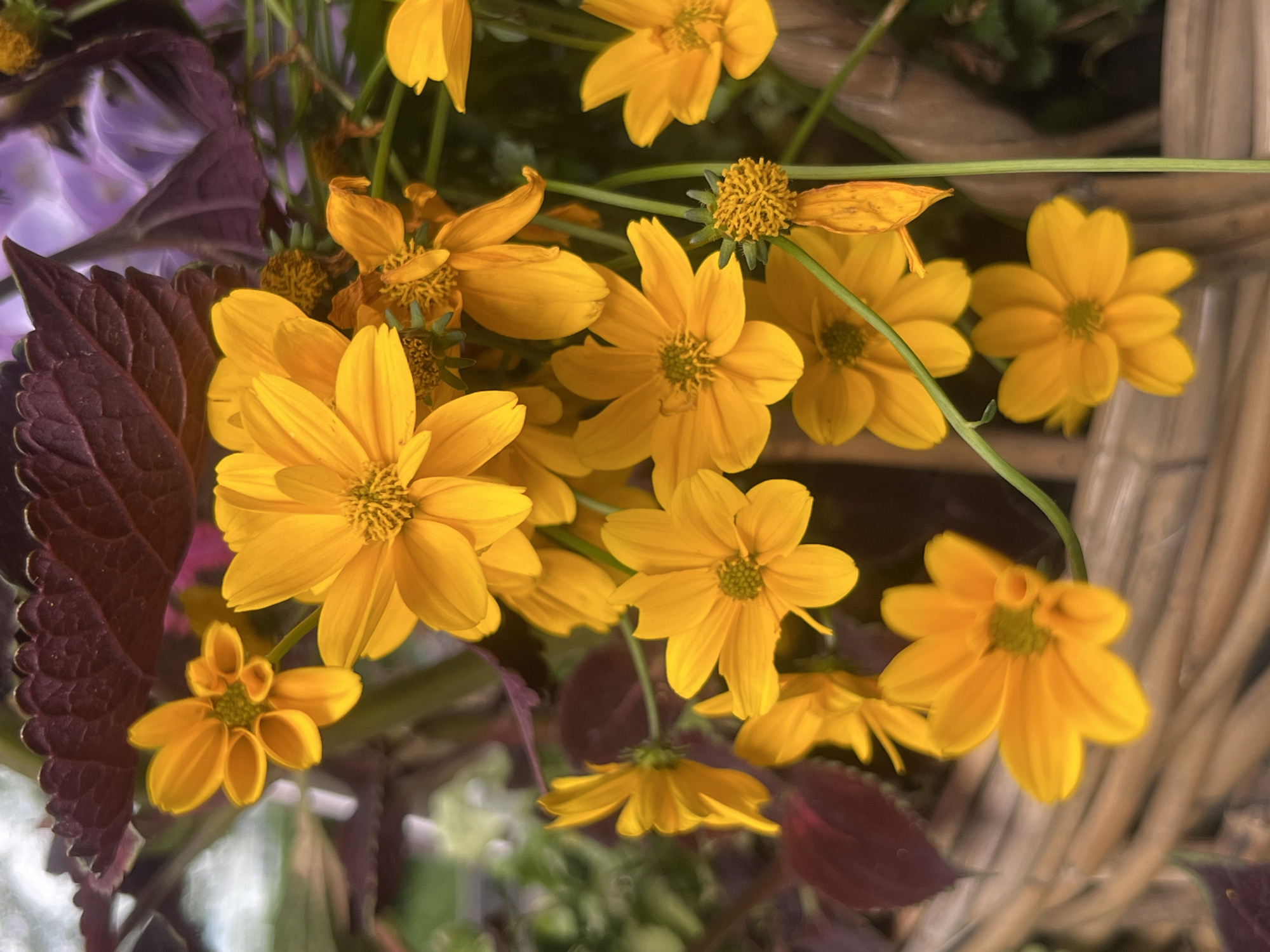 This is a close-up, eye-level, outdoor shot of a woven basket filled with yellow flowers. The flowers are small with yellow petals and dark centers. Some of the flowers are in full bloom, while others are in bud or wilting. In the background, there are dark red leaves and blurred purple flowers. The basket appears to be made of light brown reeds. The lighting suggests it is daytime. There are no people or animals visible in the image. The location is not specified.