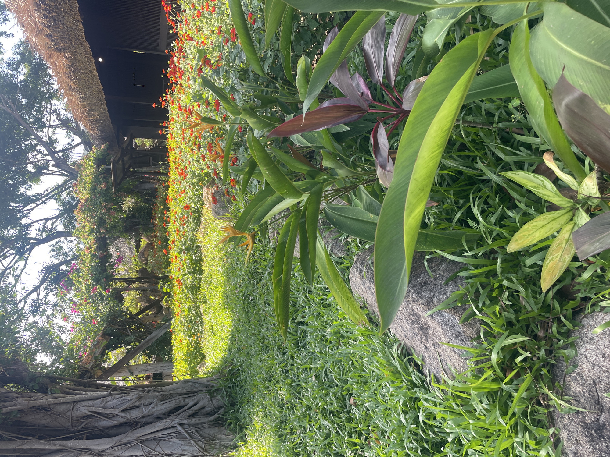This image depicts a lush, tropical garden scene. A dense growth of green groundcover extends across the foreground. Several large, tropical plants with broad, green leaves are positioned to the right. Behind these plants, a vibrant display of red and yellow flowers adds color to the landscape.
In the background, a rustic, wooden structure with a thatched roof can be seen. The structure is partly covered in climbing plants with red and pink flowers. To the left, the exposed roots of a large tree are visible. The sky above is visible through the trees and foliage.
While specific locations are hard to recognize, tropical foliage is commonly found in Nha Trang, Vietnam.