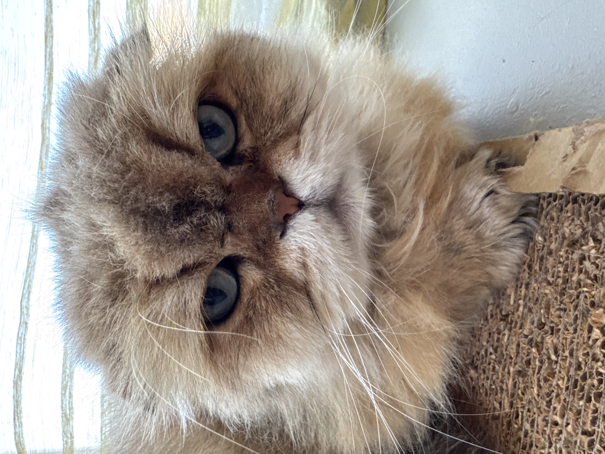 A close-up, eye-level shot shows the face of a long-haired, golden-brown cat sitting on a cardboard scratching post. The cat is looking directly at the camera with its ears slightly back and its mouth closed, giving it a stern expression. Its large, blue-gray eyes are partially narrowed. White whiskers fan out from its muzzle. The background is out of focus, showing light-colored blinds with horizontal stripes. The image was captured indoors, likely in a home environment. There is no information to indicate the location is Sitno, Russia.
