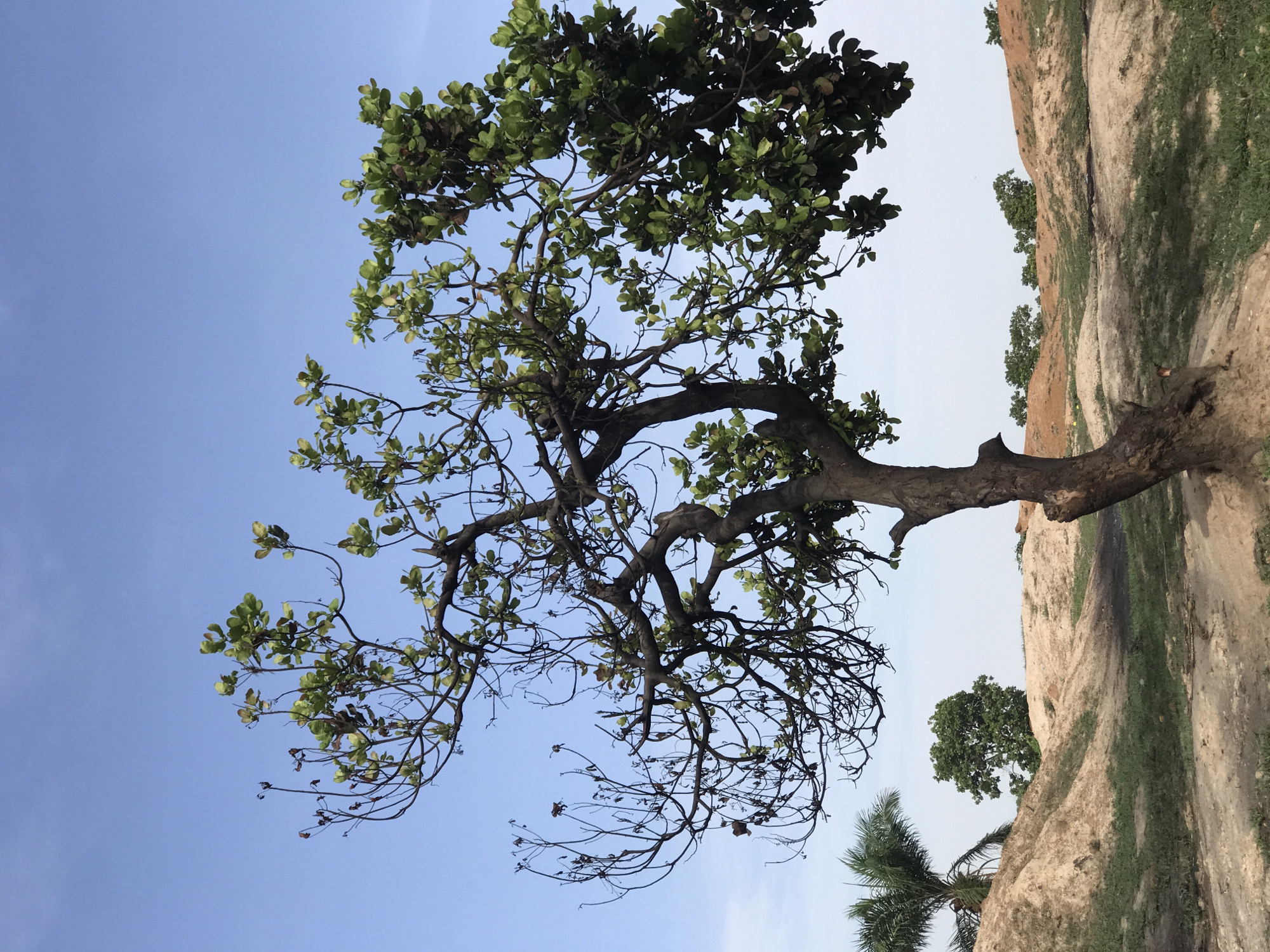 The media file captures a static outdoor scene dominated by a large, mature tree positioned on the right side of the frame, its trunk and branches extending across the image. The tree has a robust, gnarled trunk and a network of branches, many adorned with green leaves, though some lower and outer branches appear sparser with fewer or dried leaves.
The background features a clear, light blue sky occupying the upper and left portions of the image. To the left and behind the main tree, a natural landscape unfolds, characterized by earthy, undulating slopes with scattered patches of green grass. Several smaller trees are visible on these slopes, including a distinct palm tree in the lower left corner and other leafy trees further along the sandy terrain.
The image depicts a tranquil natural setting during daytime, under clear sky conditions, with no clouds visible. There is no discernible activity or event taking place, and no people or animals are present. The scene conveys a sense of a warm, natural environment, consistent with the provided location context of Abuja, Nigeria. No visible text is present in the image.