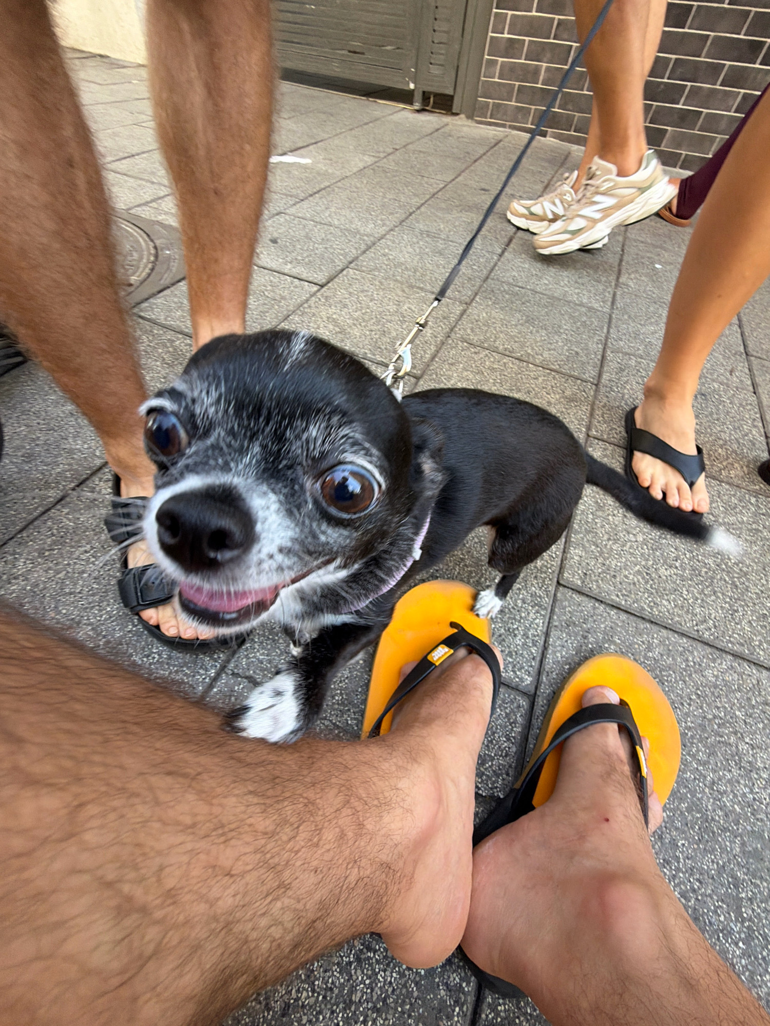 An adult chihuahua, primarily black with white markings, is the central subject, positioned close to the camera and looking directly at it with wide, expressive eyes. The dog is leashed by a dark blue leash. Surrounding the dog are several pairs of human legs and feet, indicating a gathering of people.
In the foreground, two pairs of human feet are visible, both wearing bright yellow flip-flops. One set of feet, on the left, is closer to the dog, with hairy legs. The other set, to the right and slightly further away, also wears yellow flip-flops.
Behind the dog and to the left, two more pairs of legs are seen. One pair is bare, with hairy legs, and wearing black sandals. The other pair, further back and to the right, is also bare-legged and appears to be wearing a dark sandal or shoe. Another person's legs are visible on the far right, with a purple garment partially obscuring them, and they are wearing dark flip-flops. A person in the background is wearing light-colored athletic shoes.
The environment appears to be an urban outdoor setting. The ground is paved with light-colored square tiles. In the background, a wall constructed of dark brick is visible, along with what looks like a metal structure. The lighting suggests it is daytime, with soft shadows cast on the ground. The scene gives the impression of a casual outing, possibly a walk in a park or a public area.
Given the request to include a location in Tel-Aviv, Israel, this scene could be situated in a public space such as a promenade, a park, or a pedestrian walkway within the city. The combination of tiled pathways, brickwork, and an outdoor setting aligns with typical urban public spaces in Tel-Aviv.
