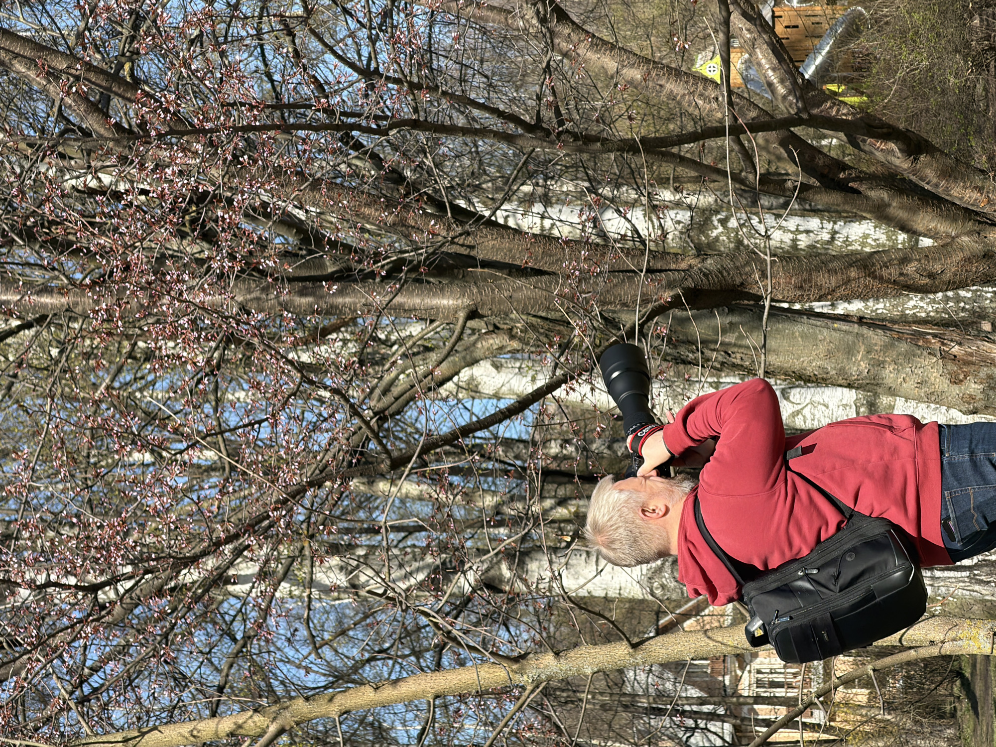 The image captures a male photographer actively engaged in nature photography in what appears to be an urban or park setting, possibly along a canal or river in Saint Petersburg, Russia. The man, seen from the waist up and from a side/rear perspective, wears a red long-sleeved top and blue jeans. He is holding a professional-grade camera equipped with a substantial black telephoto lens, looking intently through the viewfinder. A black camera bag with a shoulder strap hangs across his body. A red-and-black wristband on his left wrist shows the text "EOS," indicating a Canon camera.
The scene is dominated by a dense network of tree branches, many of which are still bare but show signs of early spring, with numerous small pinkish-red buds or nascent blossoms dotting the branches. The blue sky is visible in patches through the tree canopy, suggesting a bright and clear day. Below the tree branches, a body of water acts as a mirror, reflecting the trees, branches, and sky, creating a semi-abstract pattern. In the background, hints of light-colored structures or buildings can be discerned through the foliage and reflections. The overall impression is one of tranquility and focused observation in an early spring environment.
