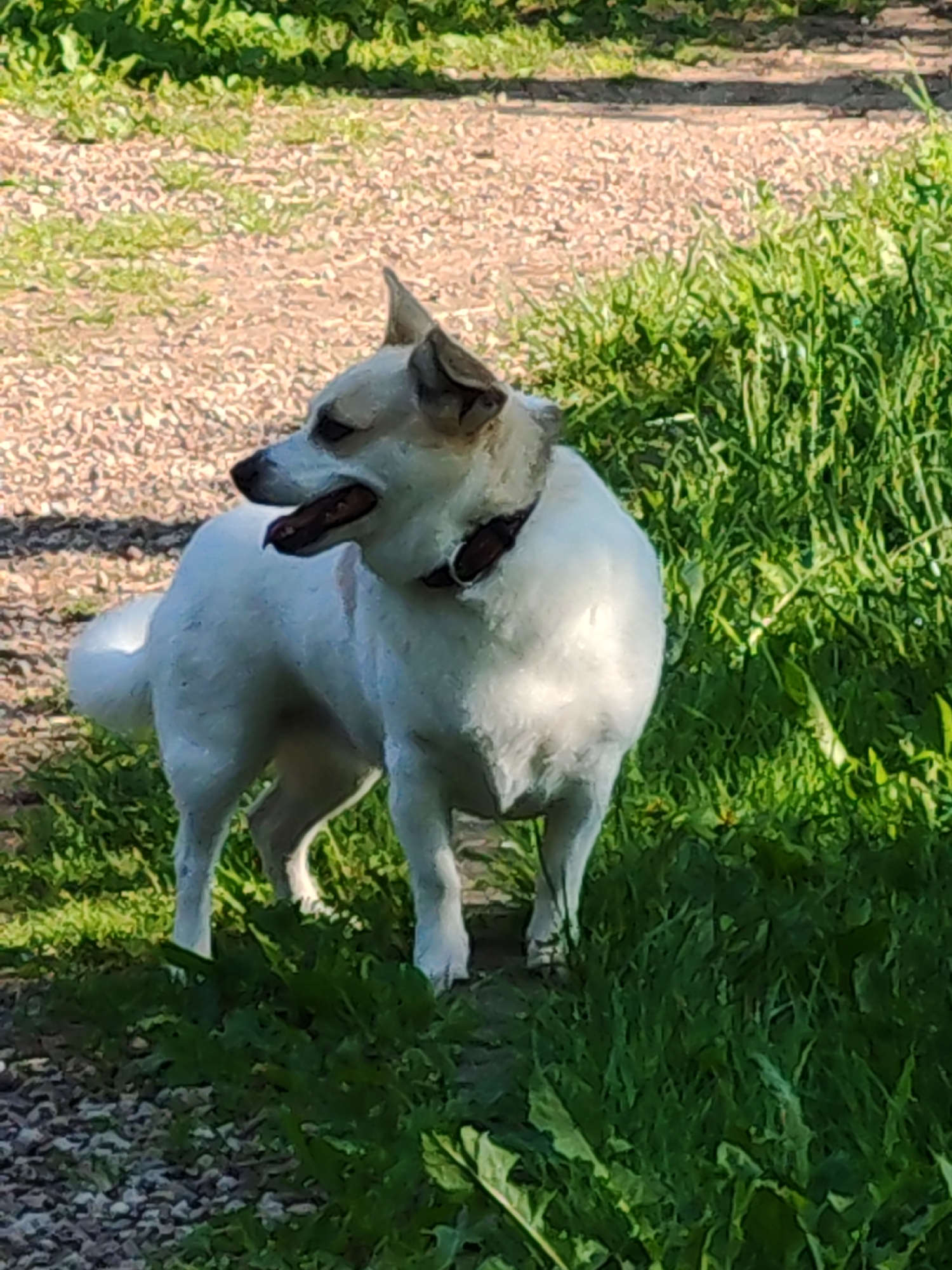 A medium-shot, eye-level, portrait-oriented photograph depicts a white and tan dog standing in a patch of green grass next to a gravel path. The dog is facing left, with its mouth open and tongue visible. The dog has pointed ears and is wearing a dark collar. The background consists of a gravel path on the left and lush green grass on the right, with sunlight illuminating the scene. The setting appears to be outdoors in a natural environment, possibly a park or a yard. The image quality is slightly grainy, suggesting it may have been taken with a mobile phone camera.