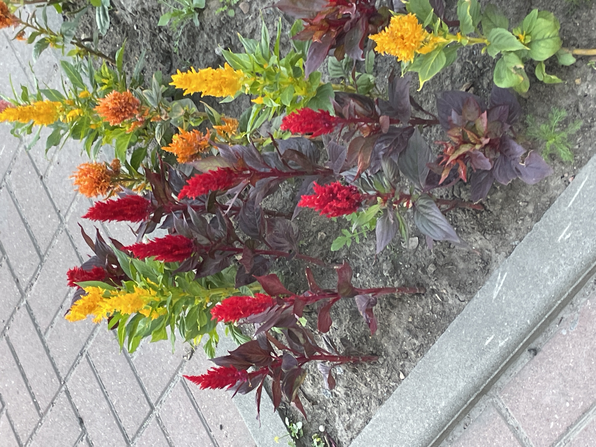 In Saint Petersburg, Russia, a flowerbed containing several celosia plants is visible. The plants exhibit vibrant blooms in shades of red, orange, and yellow, with some also displaying dark burgundy foliage. The flowerbed is bordered by a light gray concrete curb, which separates it from a pathway paved with rectangular, light brown and gray bricks. The ground within the flowerbed appears to be dark soil. No people are present in the scene. The lighting suggests it is daytime, and the overall impression is one of urban landscaping.