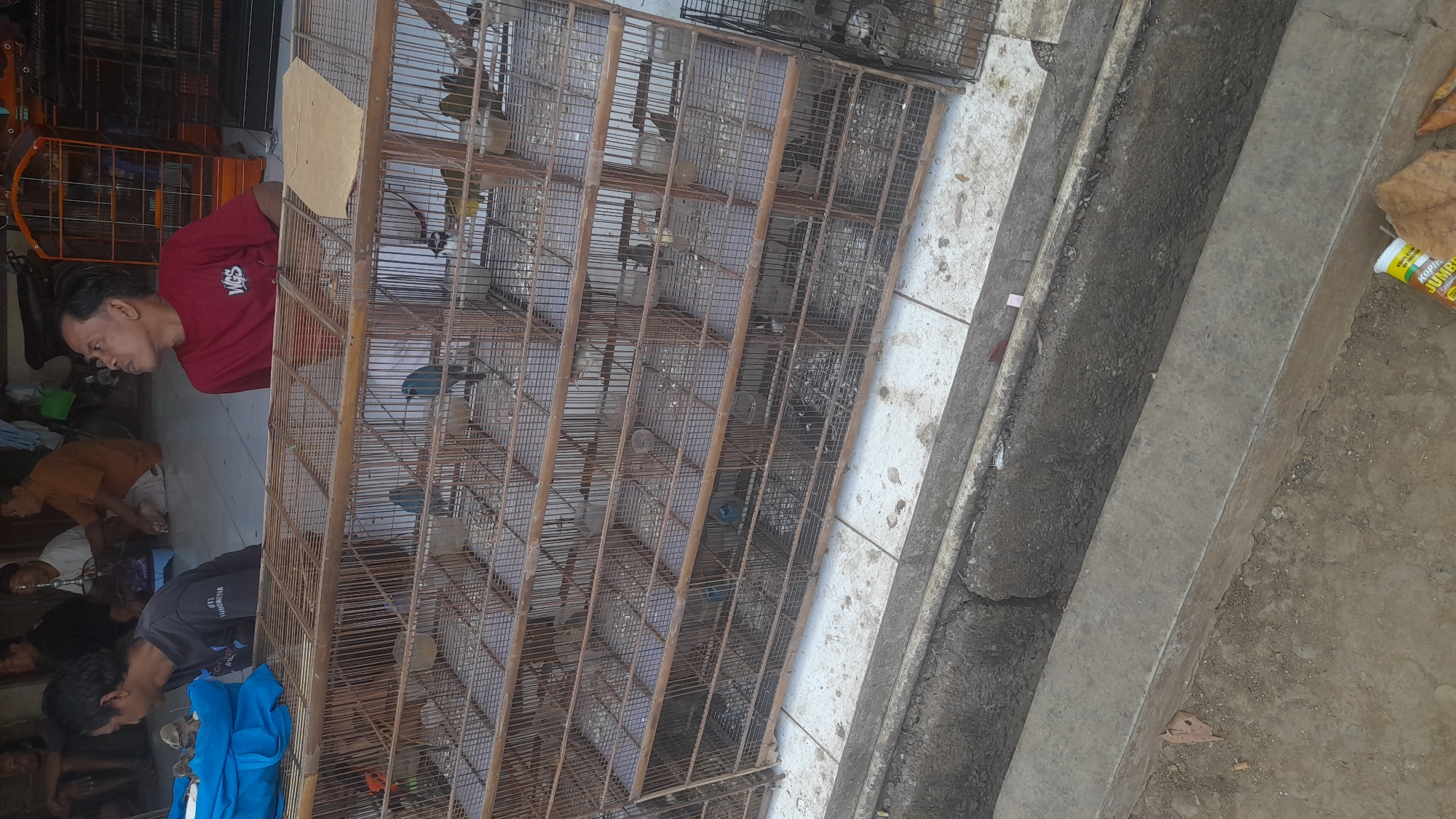 The image depicts an outdoor scene, likely a market or a roadside stall, in the city of Pekalongan, Indonesia. The foreground shows a concrete structure with a gutter running alongside it, partially obscured by dirt and debris. In the middle ground, a series of multi-level wooden bird cages are arranged, containing various small birds. The cages appear to be made of bamboo or similar material.
In the background, several men are present. One man in a red t-shirt is looking upwards, seemingly observing the birds or something else in the environment. Another man, wearing a dark t-shirt with a logo, is also looking towards the birds. Other individuals are seated in the background, their activities less clear. The overall impression is of a lively, informal gathering or marketplace where birds are being sold or displayed. The lighting suggests it is daytime.