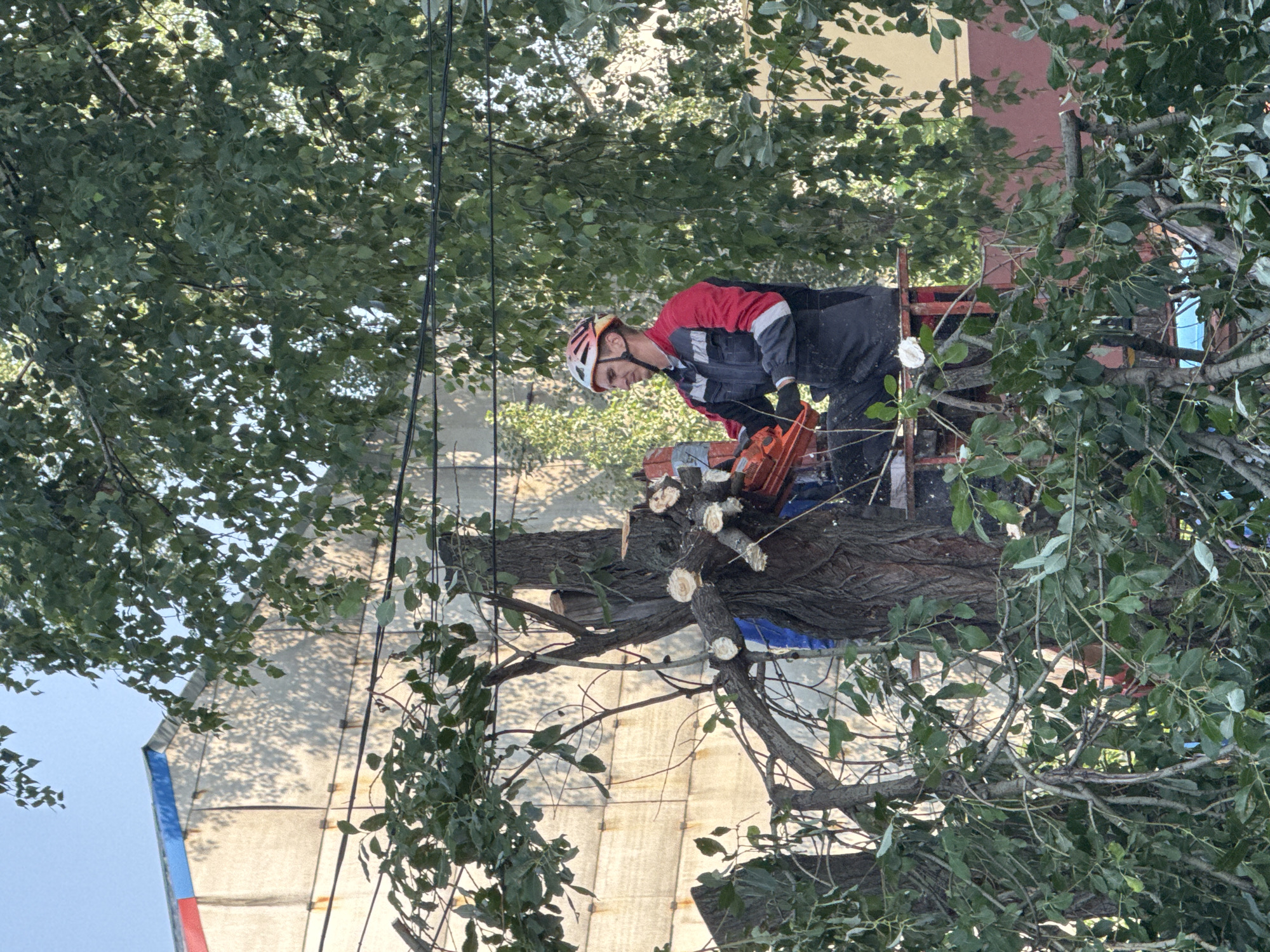 The image depicts a male worker, wearing a red and grey work suit and a white and orange helmet, operating a chainsaw while standing in a bucket lift attached to a tree. The man is positioned in the upper half of the frame, looking to his left. He is actively cutting branches from a tree that appears to be in the process of being trimmed or removed. Freshly cut branches are visible around him. The background shows a building with a textured facade, possibly industrial or residential, with red and blue accents along the roofline. Power lines are also visible in the upper portion of the image, passing behind the tree. The foliage of the tree is dense and green, partially obscuring the worker and the building. The scene is outdoors, under a clear sky. The location is identified as Chaikovsky, Russia.