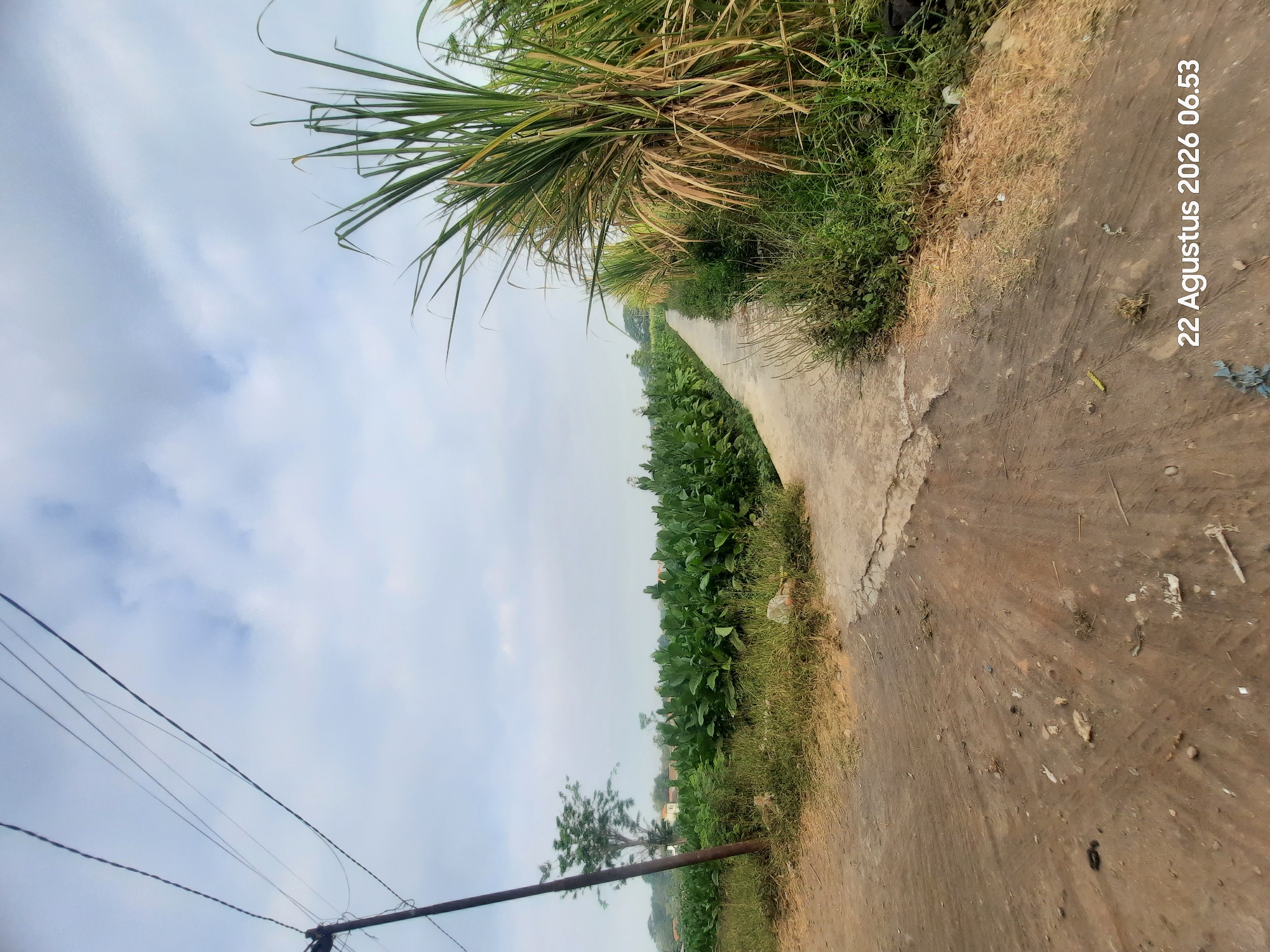 A dirt road forks in the foreground, leading to a concrete path that curves to the right. To the left, a field of green plants, possibly tobacco, stretches into the distance, with a lone tree and some buildings visible behind it. To the right of the path, tall green and dry grass grows abundantly. Overhead, the sky is partly cloudy. A power pole with wires stands on the left side of the frame. The date and time stamp "22 Agustus 2026 06.53" is visible in the bottom right corner. The scene appears to be in Karangbong, Indonesia.