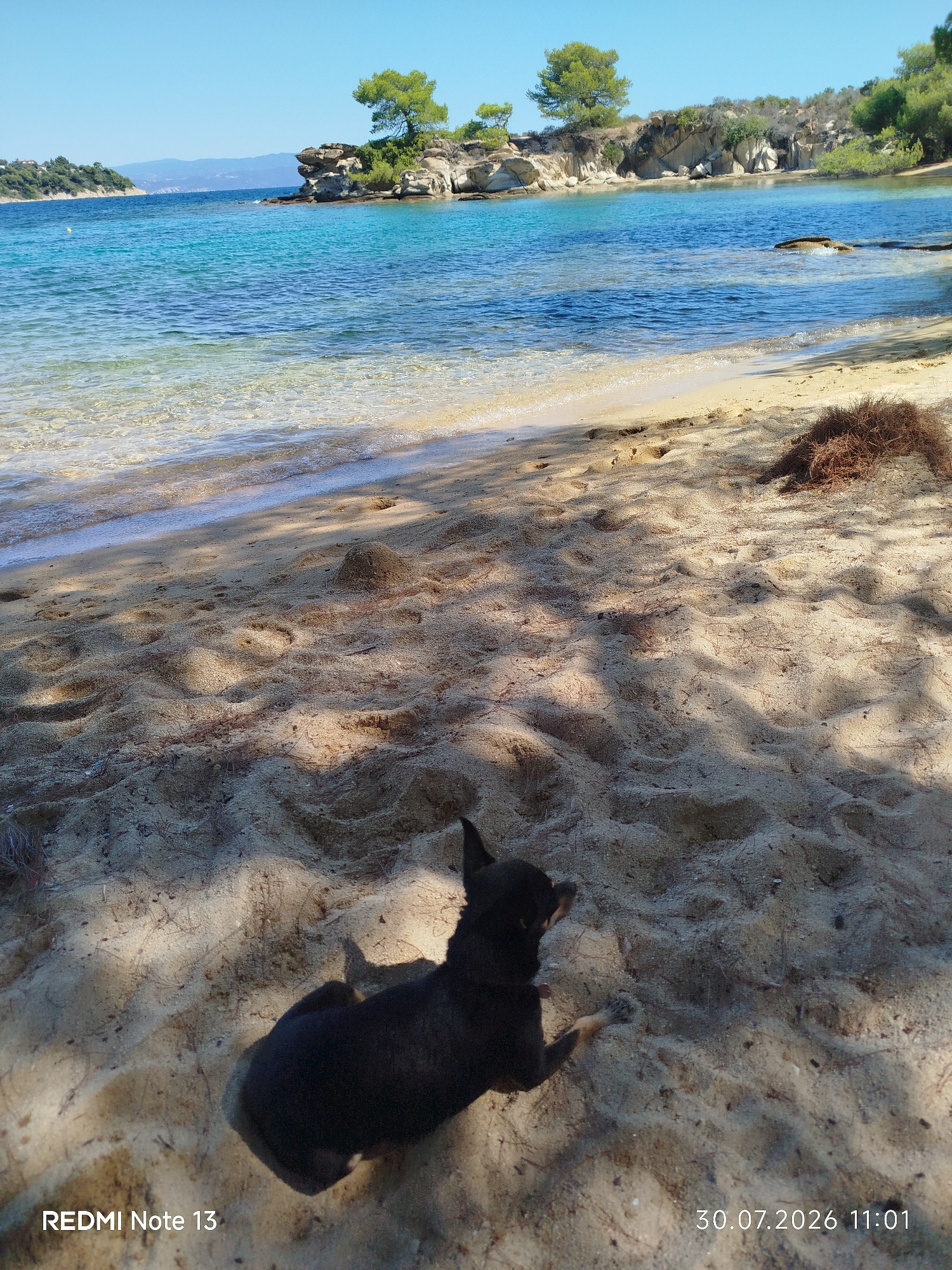 The image shows a small black dog lying on a sandy beach in Sithonia Municipal Unit, Greece. The dog is facing away from the camera, looking towards the clear turquoise water. In the background, there are rocky outcrops with trees, and the sea stretches to the horizon under a clear blue sky. The beach is mostly empty, with some scattered dried leaves and debris. The lighting suggests it is a sunny day.