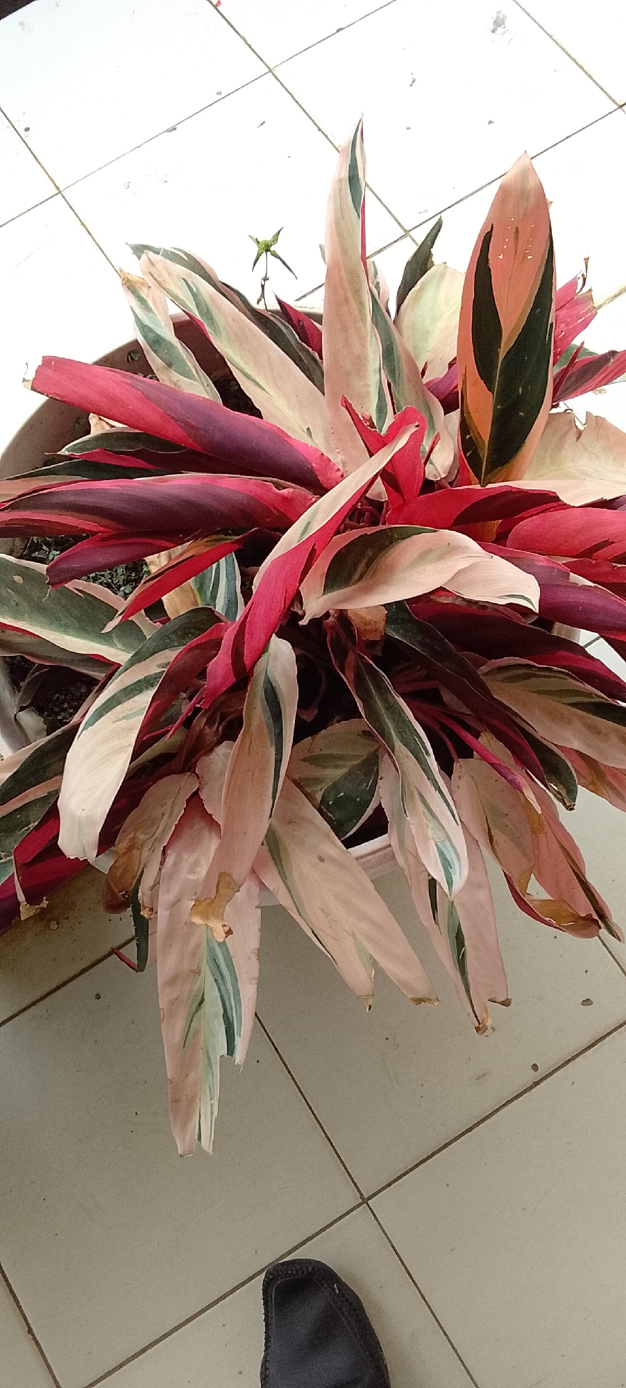 A potted plant with variegated leaves, featuring shades of pink, green, and cream, is placed on a tiled surface. The plant is positioned in the foreground, occupying most of the frame. The tiles are light-colored with dark grout lines forming a grid pattern. In the lower right corner, a dark shoe is visible. The background shows more of the tiled surface and a glimpse of what appears to be a wall or another surface at the top. The scene suggests an outdoor or semi-outdoor setting, possibly a balcony or patio in Jepara, Indonesia, given the context. No individuals are actively interacting with the plant or the surroundings.