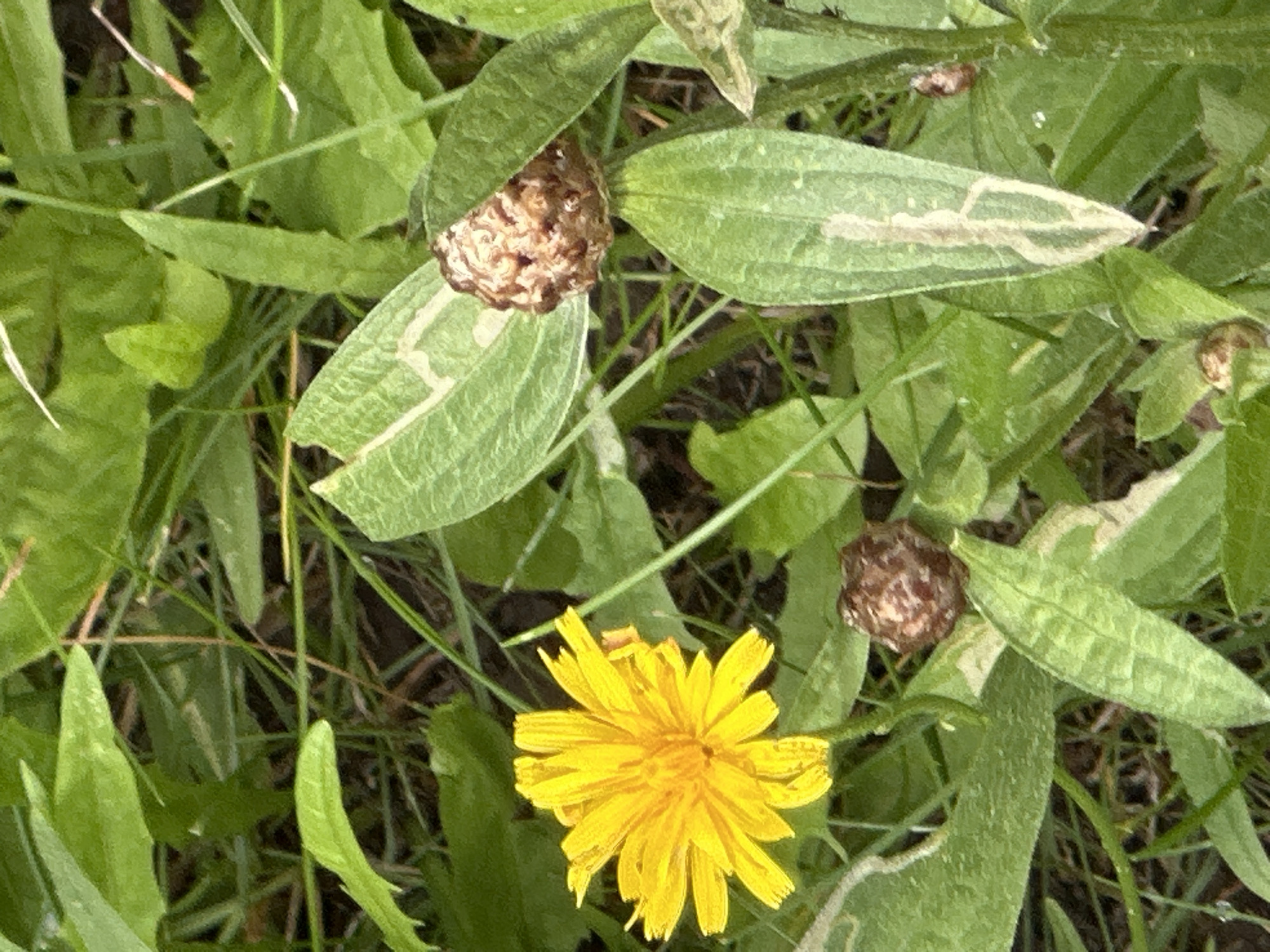 The image is a close-up, eye-level shot of a bright yellow wildflower with many petals, possibly a dandelion or a similar composite flower, situated amongst green foliage. To the right of the flower, there are two developing seed heads, which are brown and spherical with a textured surface. The surrounding environment consists of lush green leaves and stems, suggesting an outdoor natural setting. The lighting appears to be natural daylight, with some shadows indicating the sun's position. There are no people or animals visible in the image, and no specific urban or man-made structures are discernible. The location is identified as Podolsk, Russia, but the image itself does not contain any visual cues to confirm or deny this specific location; it depicts a general natural scene.