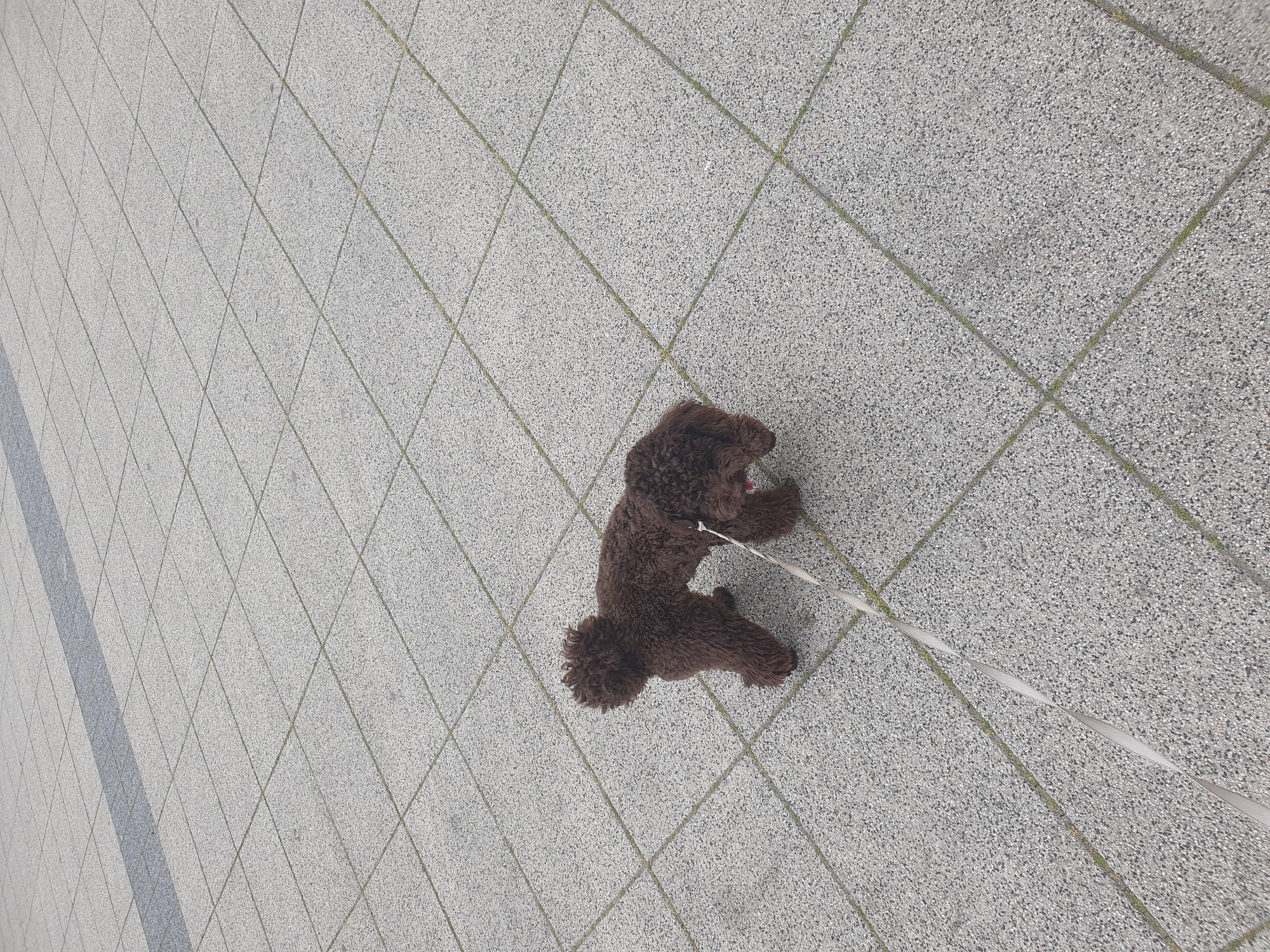 A medium shot, taken from a high angle, depicts a brown poodle on a leash standing on a paved surface composed of gray and white square tiles. The tiles are laid diagonally, and faint green lines can be seen in the seams. To the left of the frame, there's a wide strip of lighter-colored tiles that run parallel to the edge. The poodle is positioned in the center-right of the shot. The leash extends to the lower right corner of the frame and is partly visible. The background is blurred and consists mainly of more of the tiled surface. The location is in Plovdiv, Bulgaria.