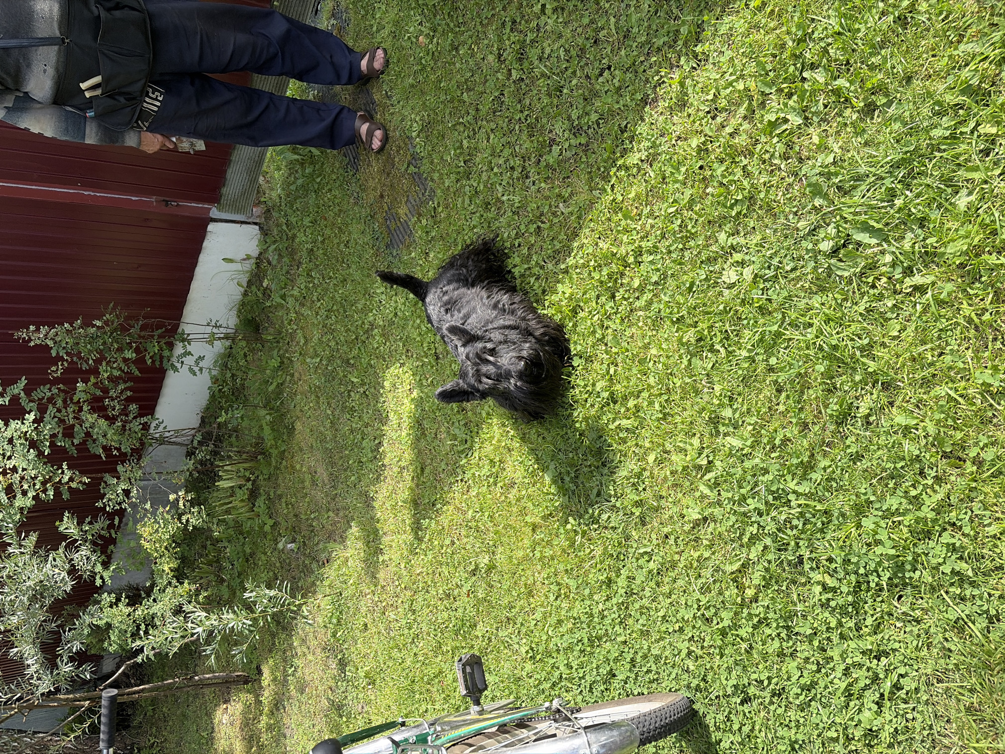 In the city of Nerudnik SNT, Russia, a black Scottish Terrier dog lies on a patch of green grass. The dog has a shaggy coat and erect ears. To the left of the dog, a portion of a bicycle is visible, including the wheel, pedal, and part of the frame. A person is standing in the background on the right side of the image, wearing dark pants, sandals, and a striped shirt with a black bag slung over their shoulder. The background consists of a dark red wooden fence and some green foliage. The scene appears to be a yard or garden on a sunny day.