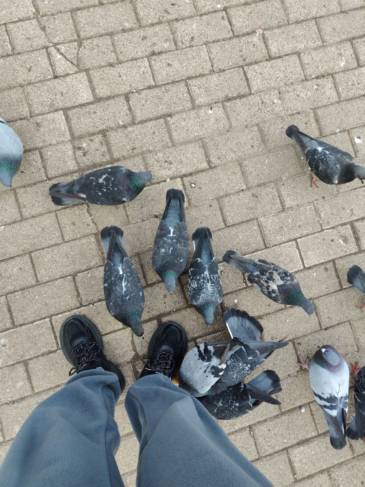 A first-person, downward-facing perspective captures a person's lower legs and feet surrounded by a flock of pigeons on a paved surface. The person wears grey, possibly fleece, sweatpants and chunky black sneakers with black and white speckled laces.
The ground is made up of light grey, rectangular paving stones, suggesting an outdoor urban or park setting. At least ten pigeons are visible, scattered across the paving and gathered closely around the person's feet. Most of the pigeons are predominantly dark grey with iridescent green and purple feathers on their necks, and some display white markings on their wings. Their heads are mostly angled downwards, indicating they are foraging or pecking at the ground, likely for food. One pigeon on the mid-right is lighter grey and white, with a distinct iridescent neck, while another is partially seen on the far left.
The activity suggests an interaction between the person and the birds, possibly involving feeding or simply standing amongst them in a location where pigeons are accustomed to human presence. The lighting is soft and diffused, with no harsh shadows, implying an overcast day or indirect sunlight. The scene appears calm and mundane. No specific location identifiers, time of day cues beyond daylight, or visible text are present.
